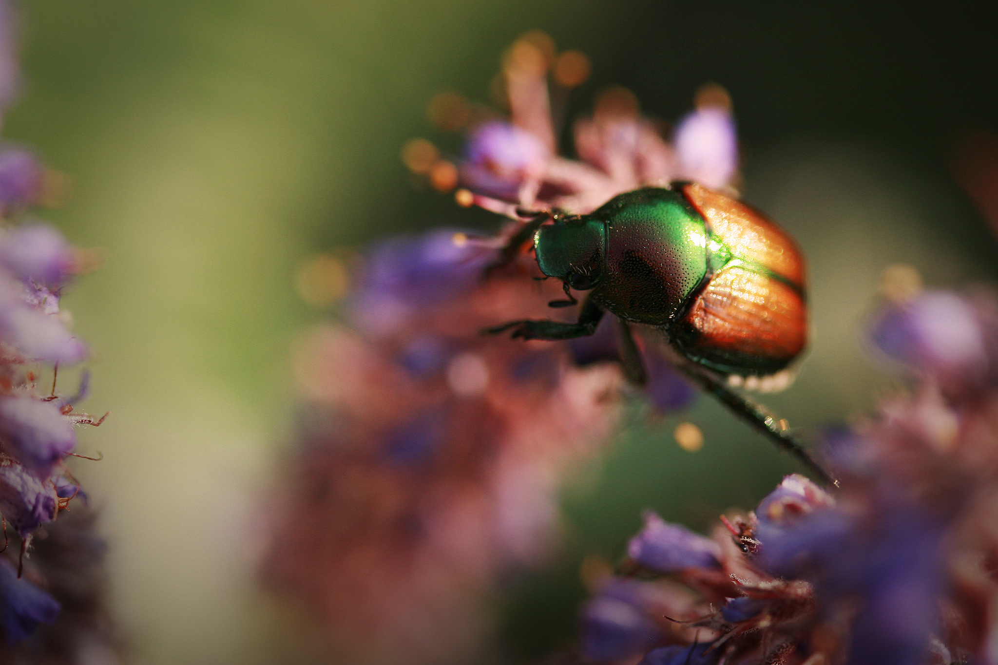 Animal Beetle 2048x1365