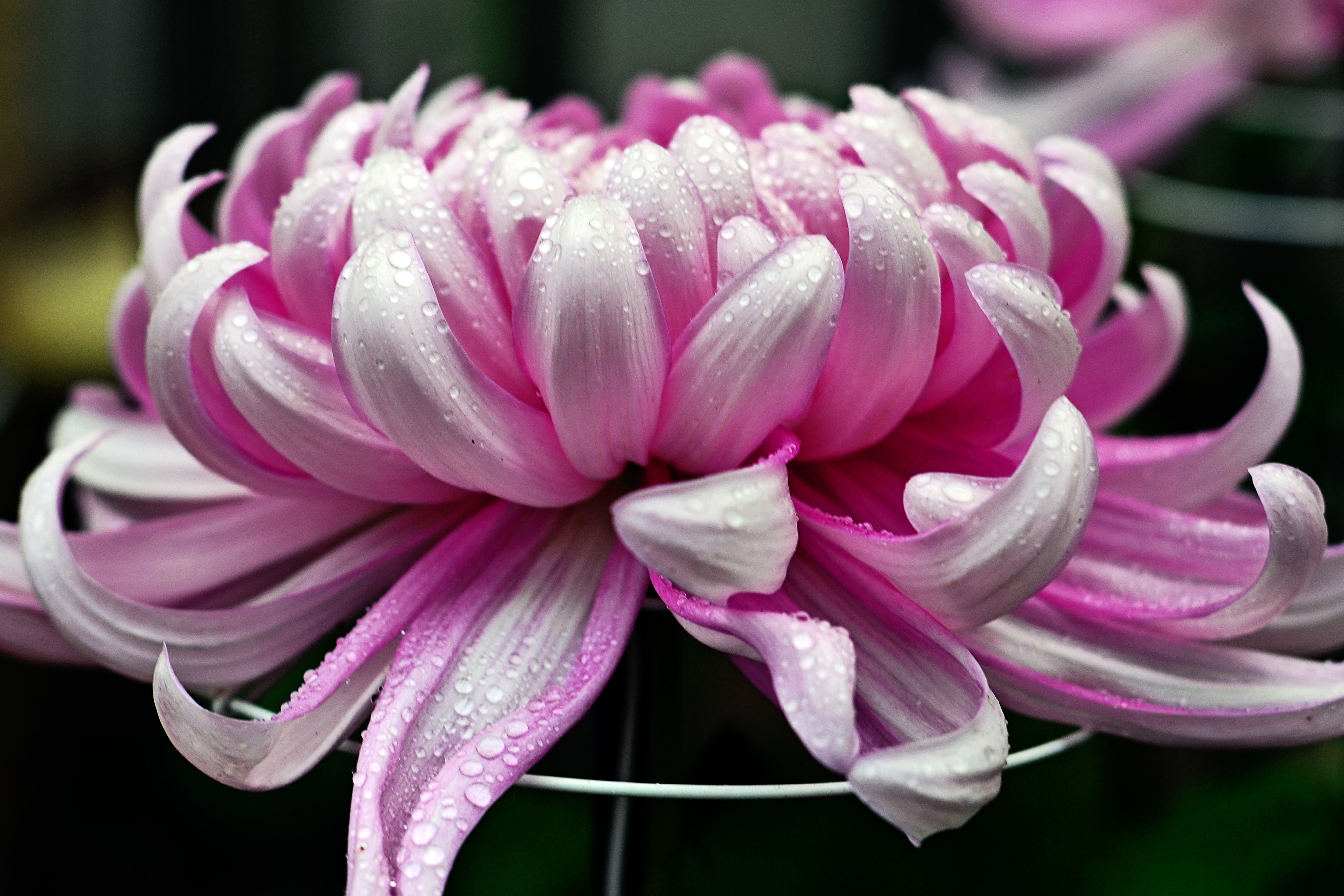 Bokeh Chrysanthemum Flower Macro Raindrops 4050x2700