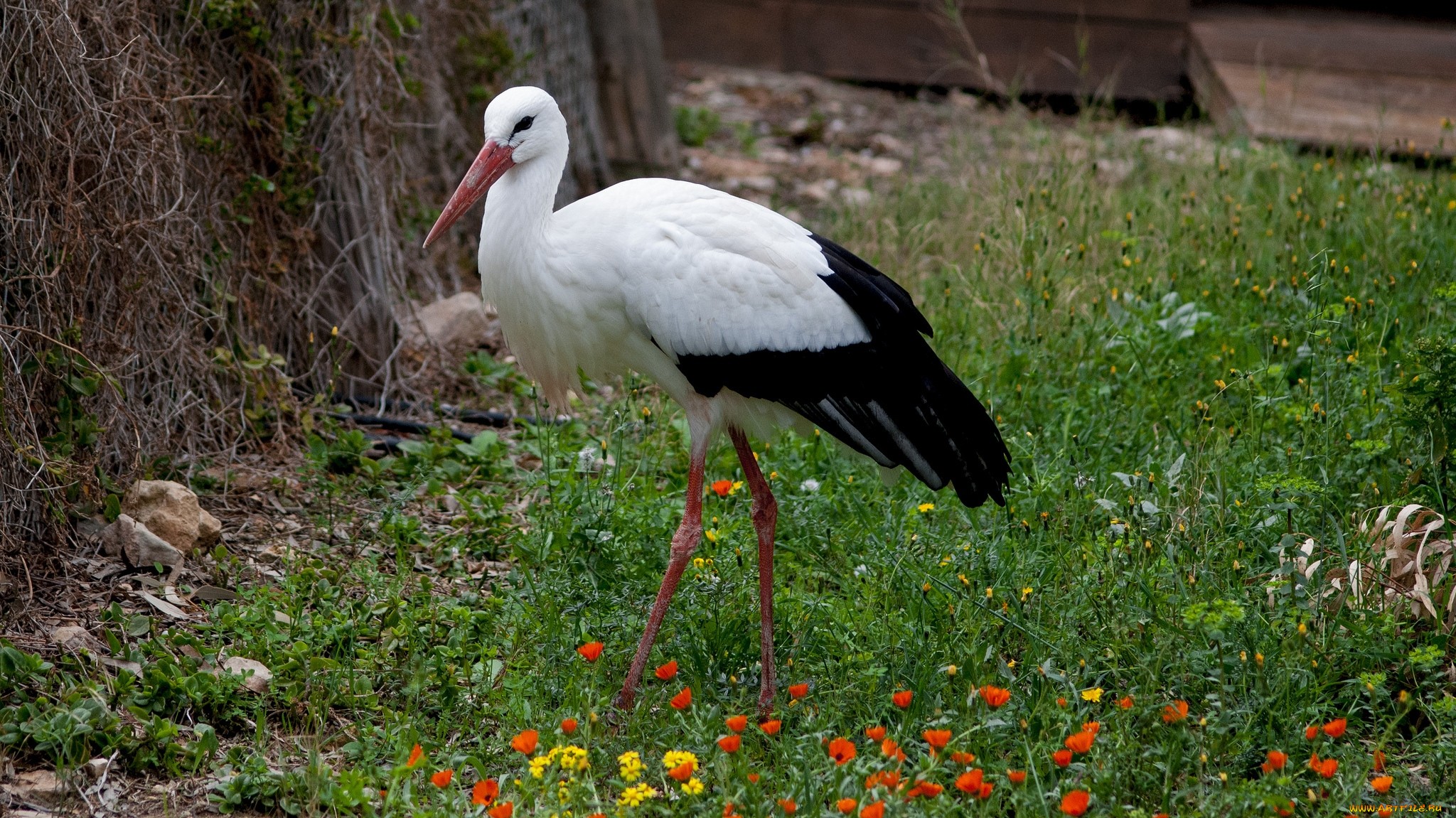 Animal White Stork 2048x1151