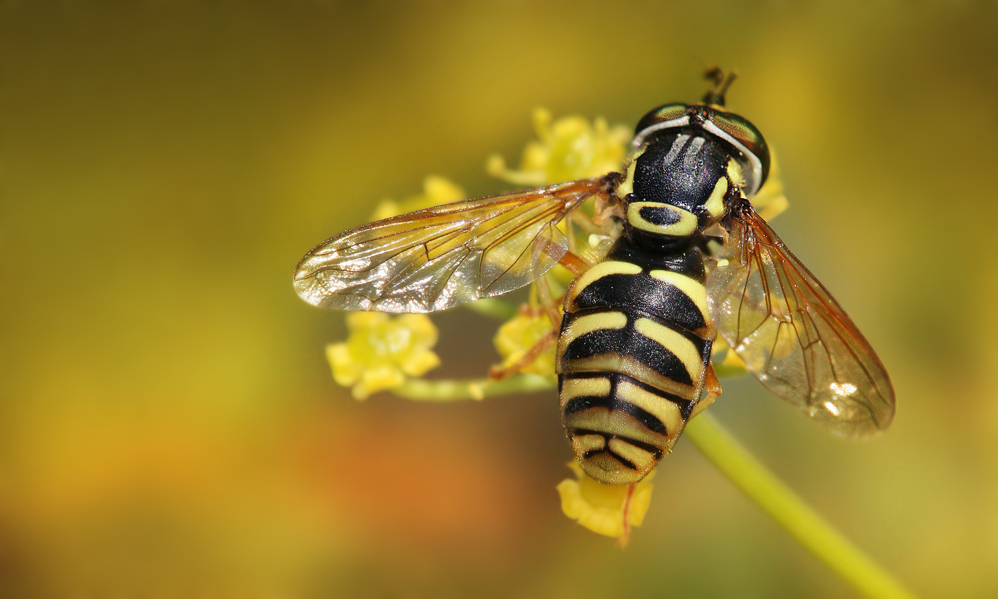 Animal Hoverfly 2000x1200
