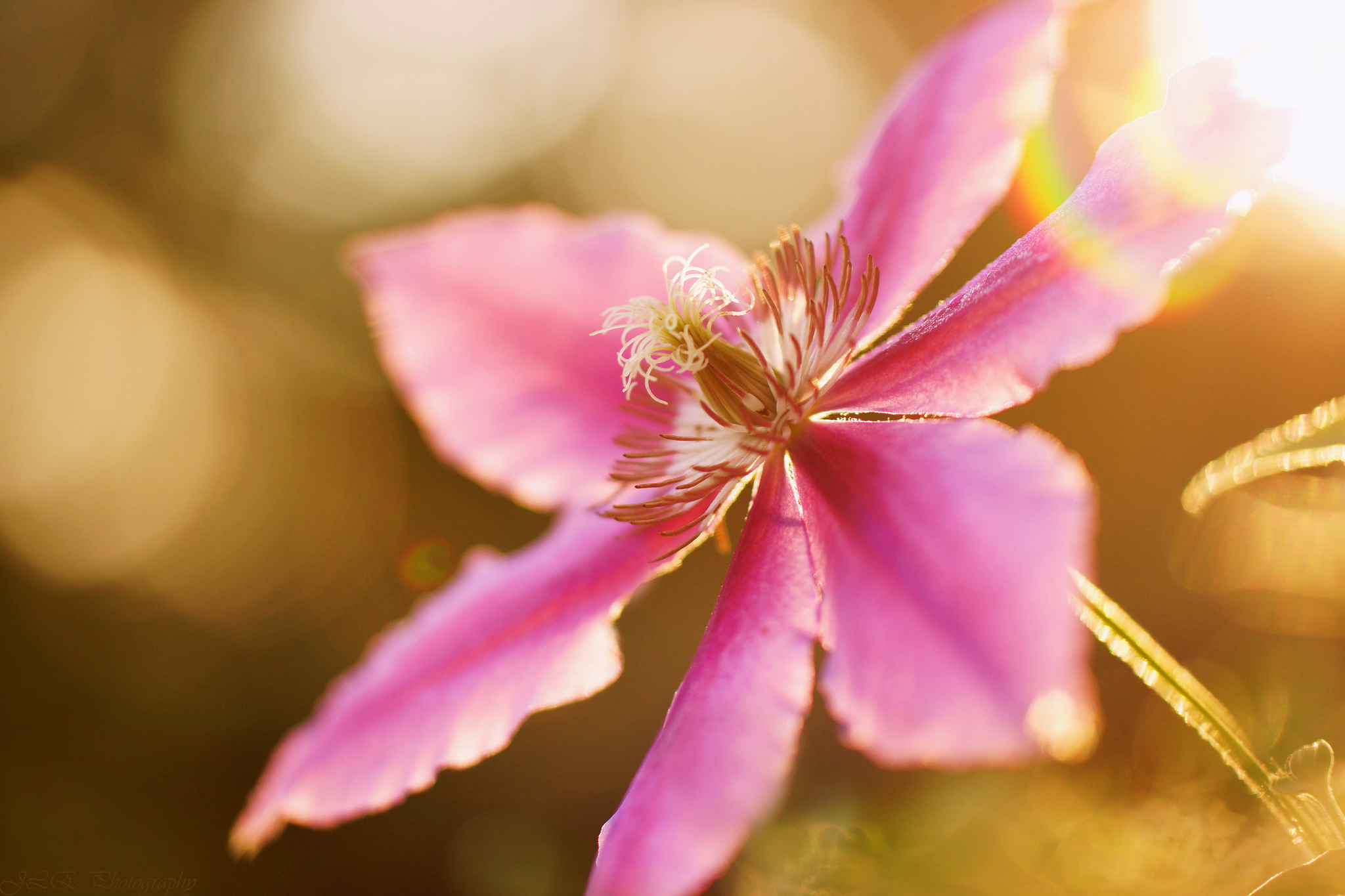 Bokeh Clematis Flower Macro Nature Pink Flower 2048x1365