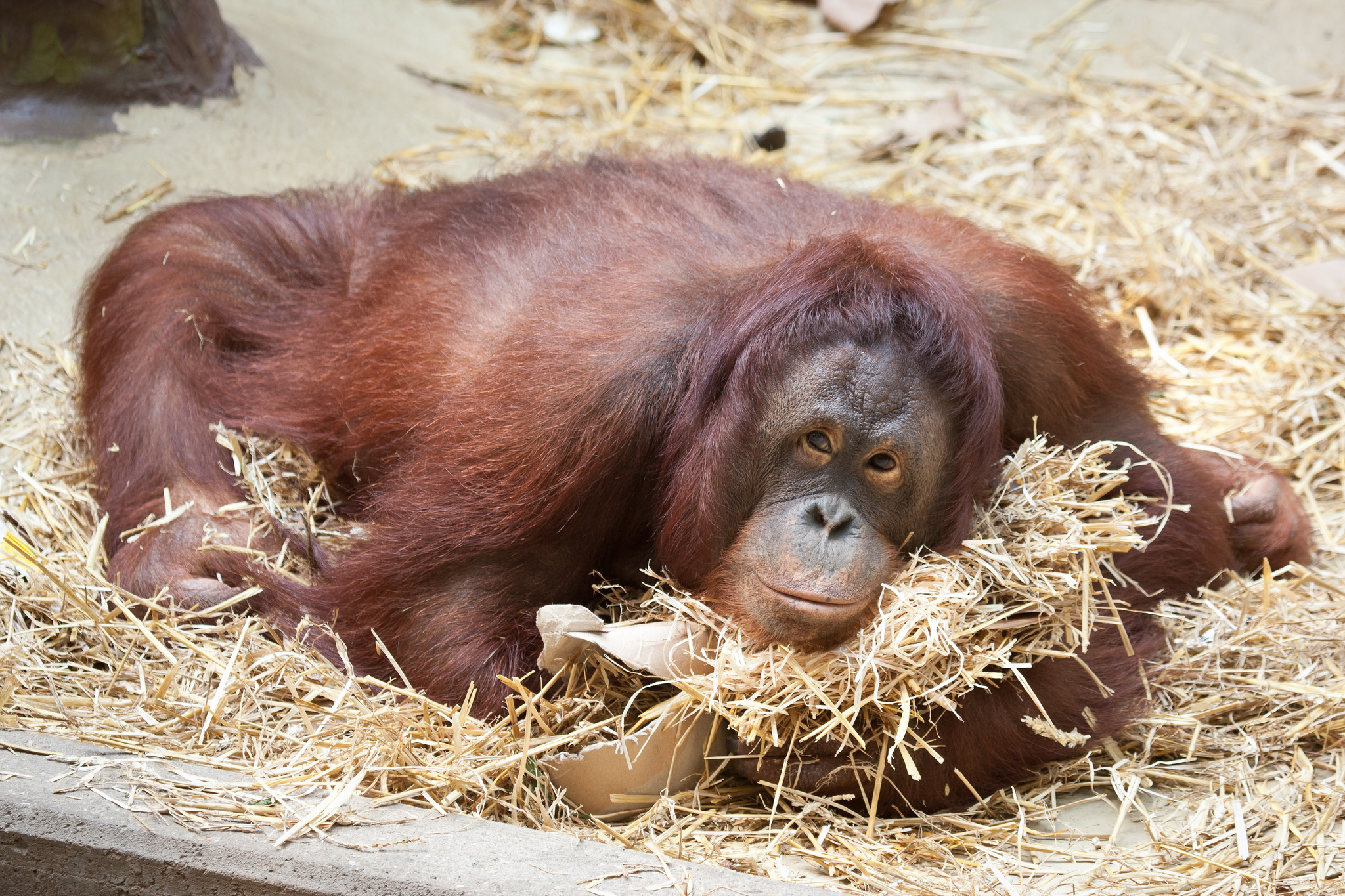 Animal Orangutan Primate Zoo 2048x1365
