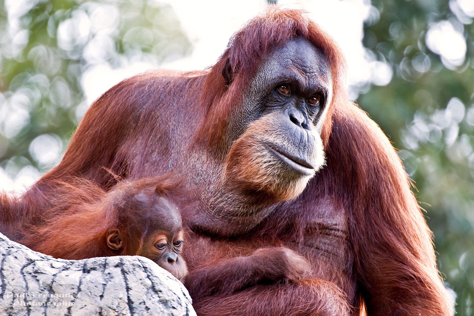 Animal Orangutan 1600x1067