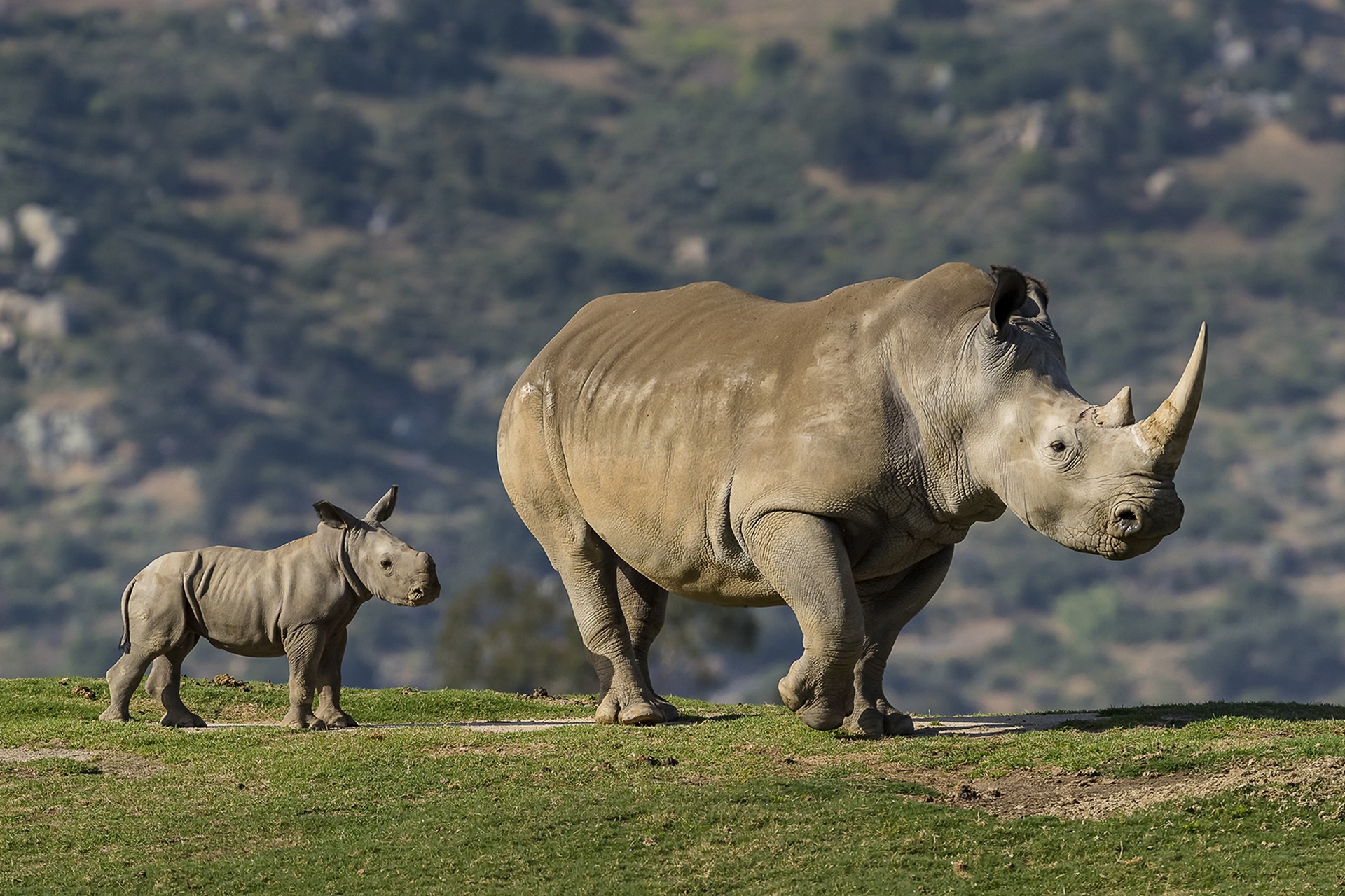 Baby Animal Rhino Wildlife 1920x1280