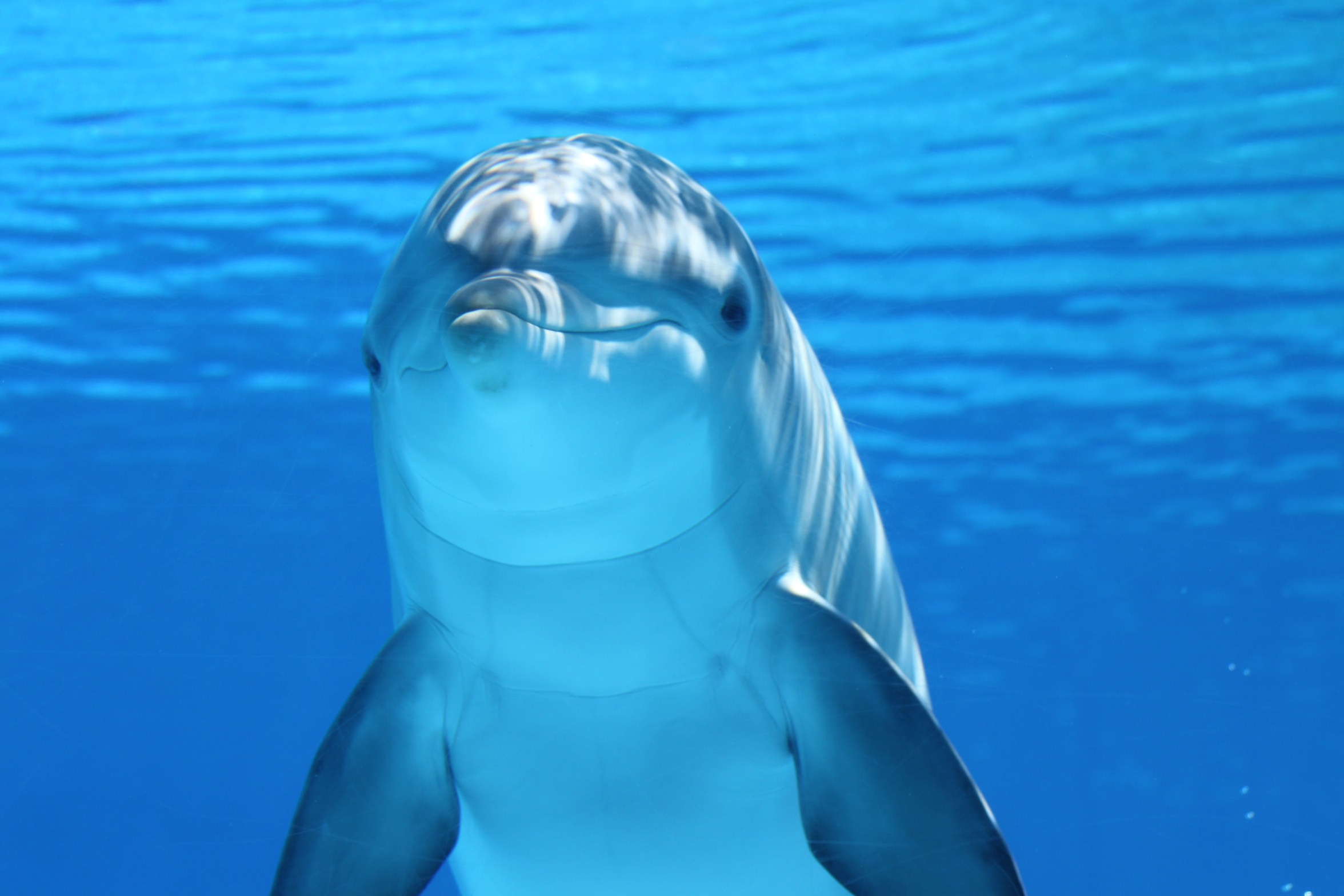 Blue Dolphin Mammal Underwater 2352x1568