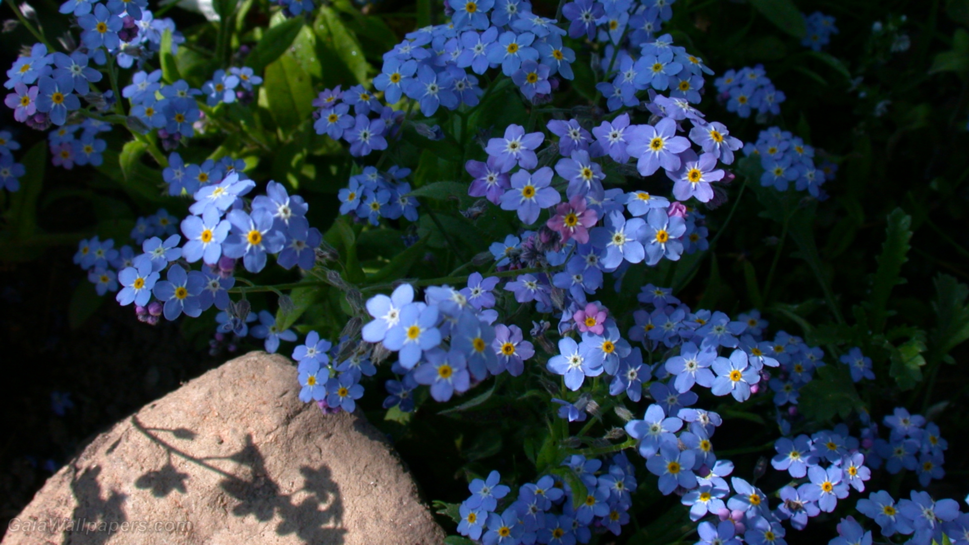 Blue Flower Earth Flower Forget Me Not Rock 1920x1080