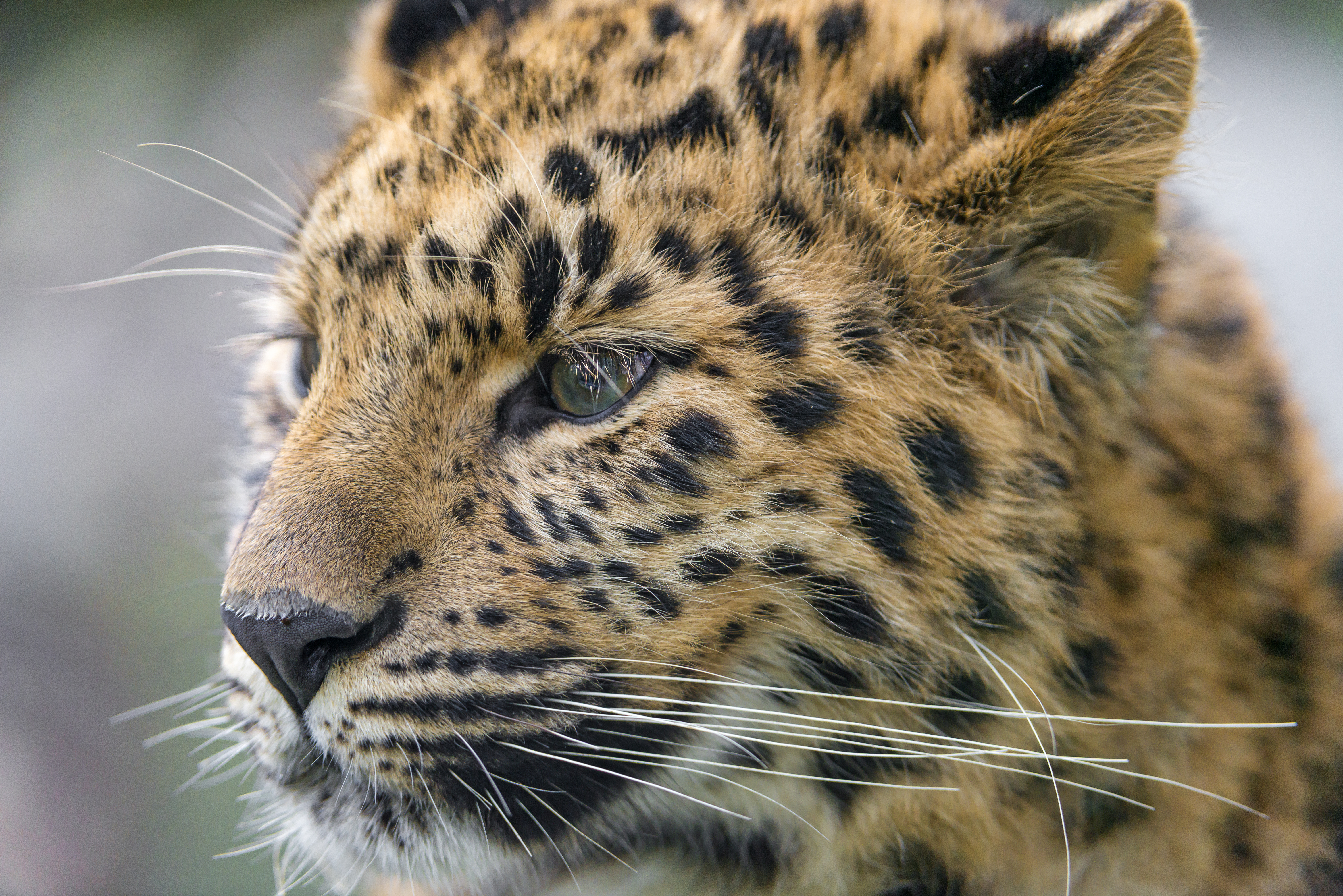 Head Leopard Macro 7360x4912