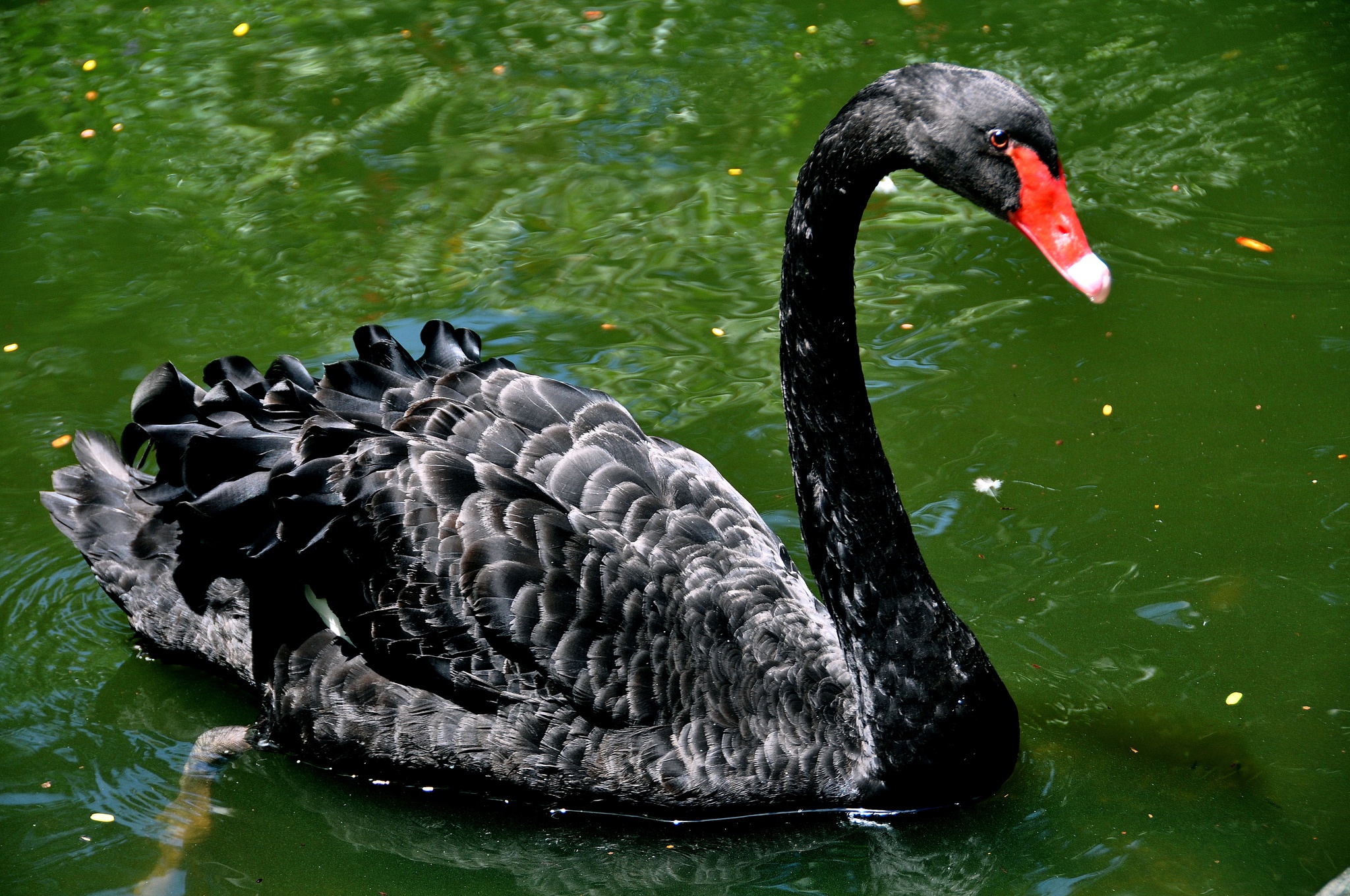 Bird Black Swan Swan 2048x1360