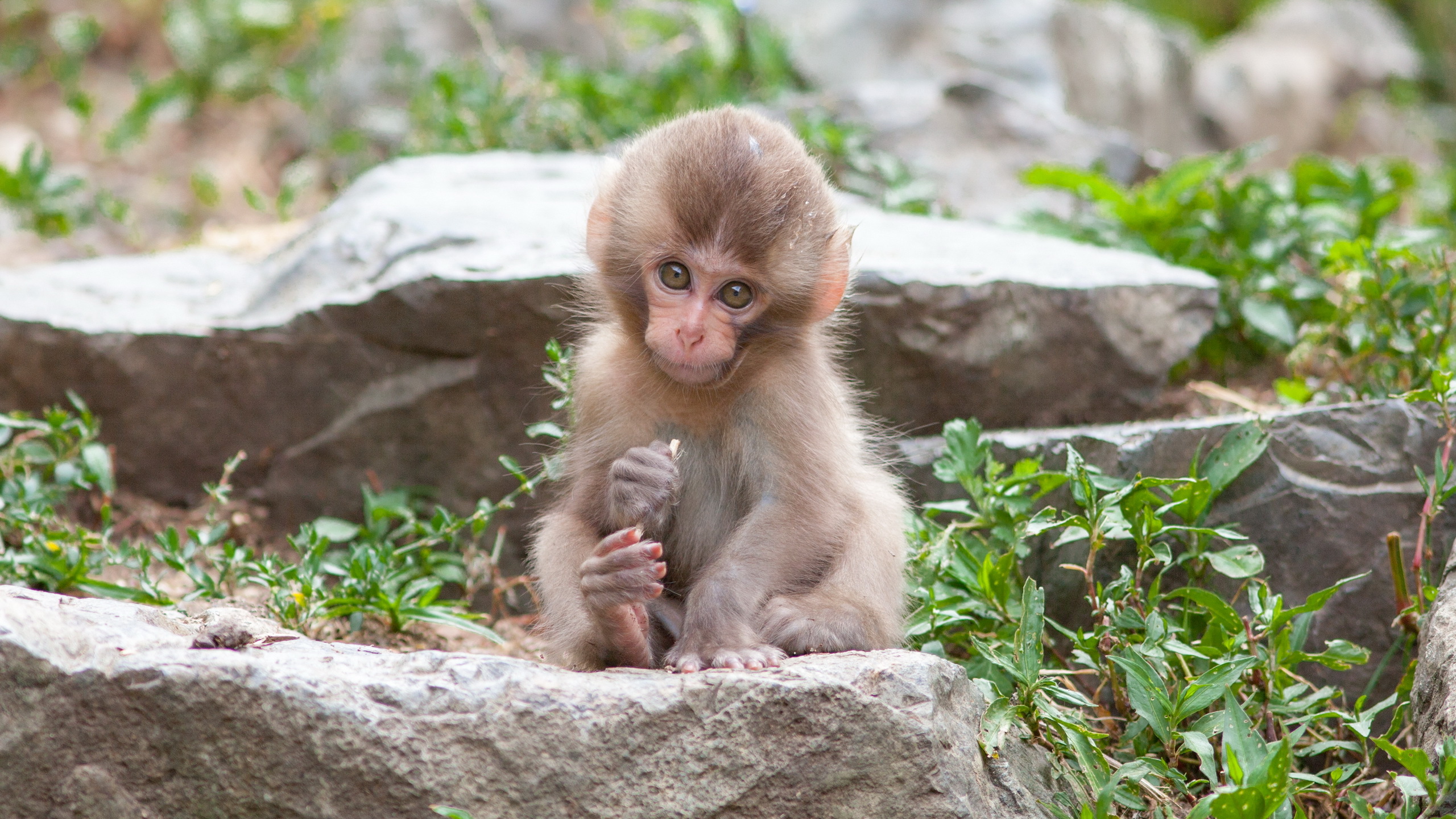 Animal Baby Animal Cute Japanese Macaque Macaque Monkey 2560x1440