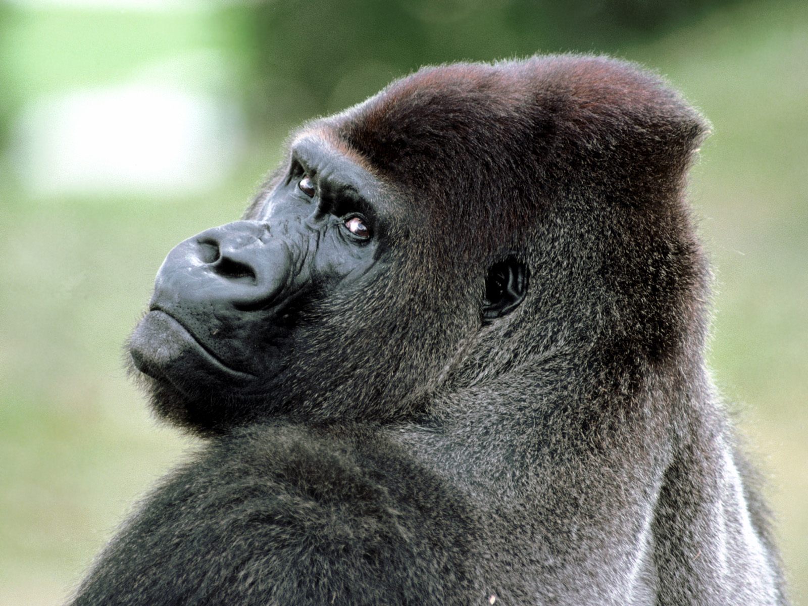 Animal Gorilla 1600x1200