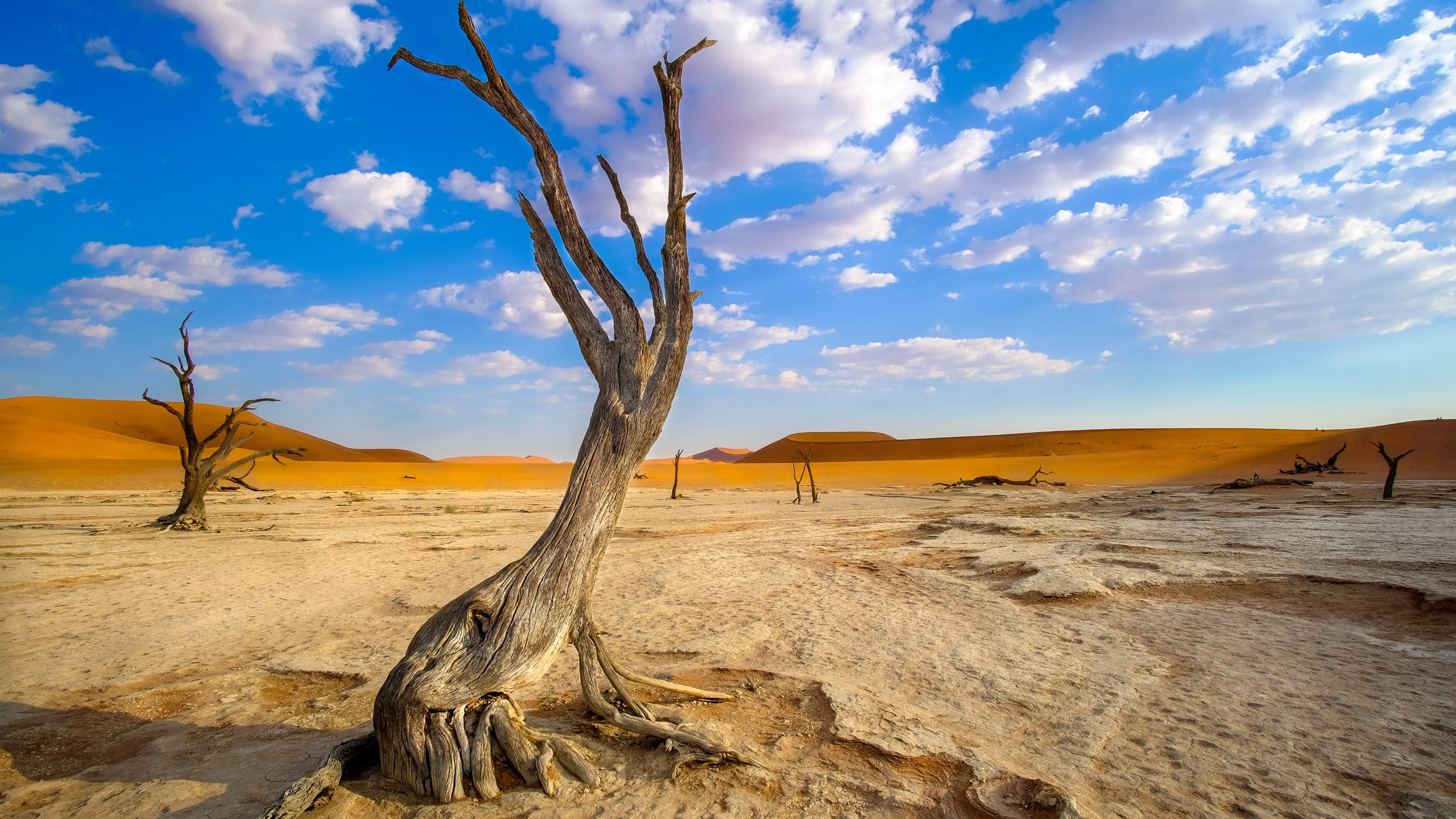 Namibia Africa Wood Desert Landscape 2560x1440