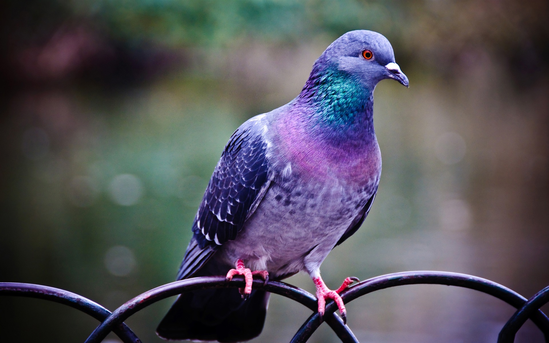 Bird Pigeon 1920x1200