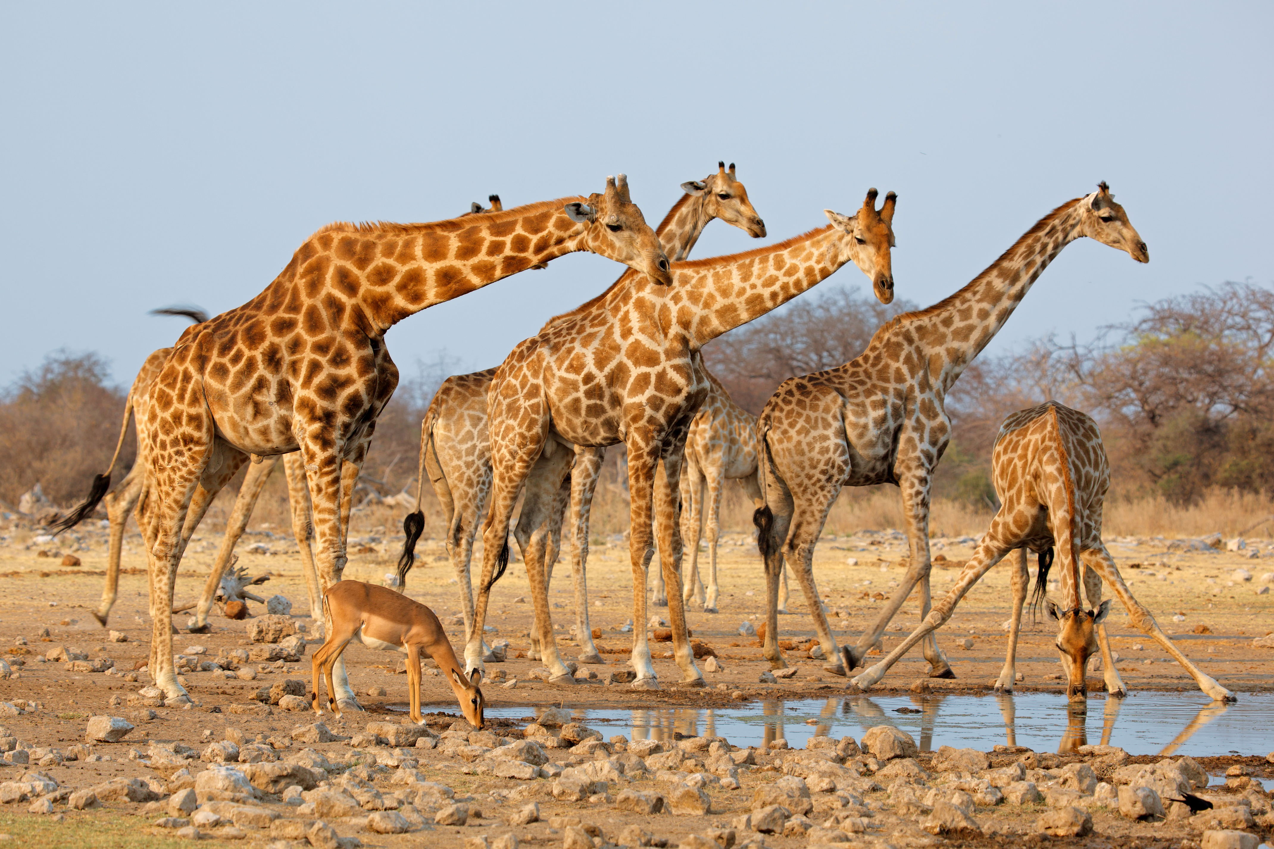 Africa Antelope Baby Animal Giraffe Wildlife 4280x2853