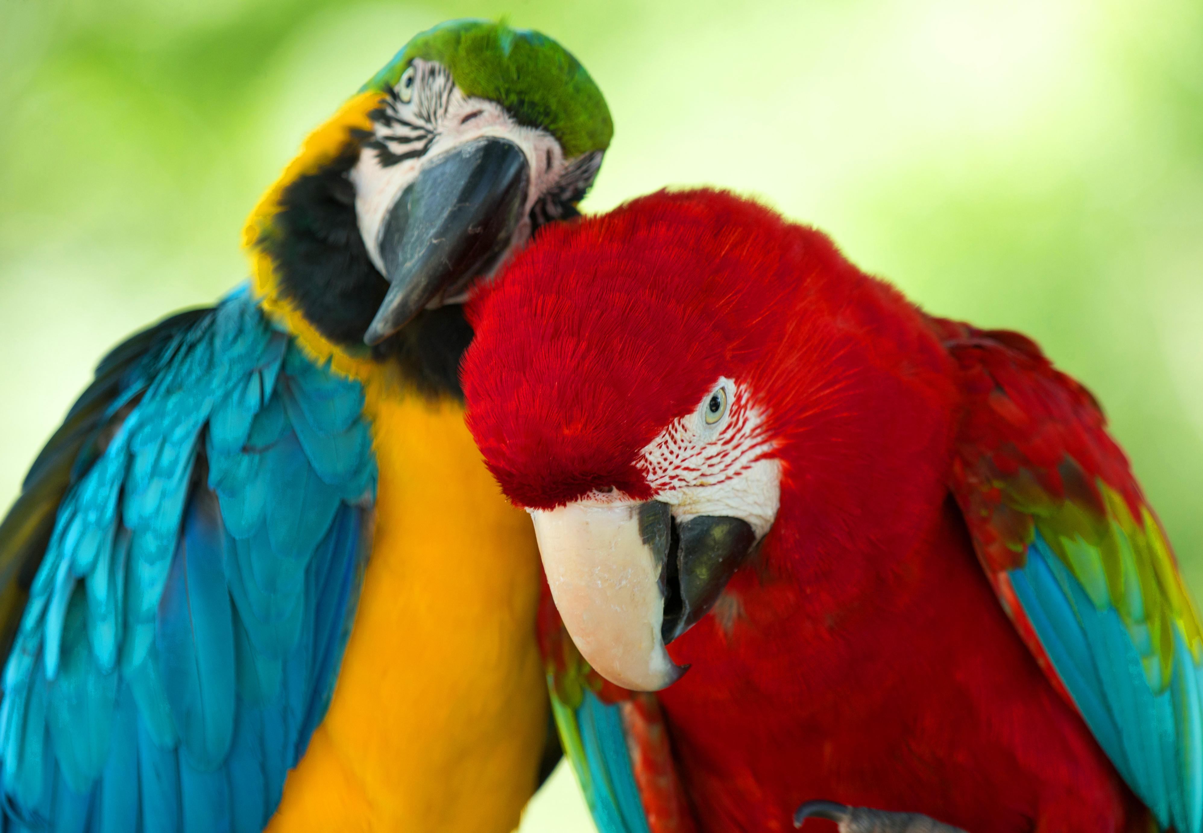 Animal Macaw 3991x2765