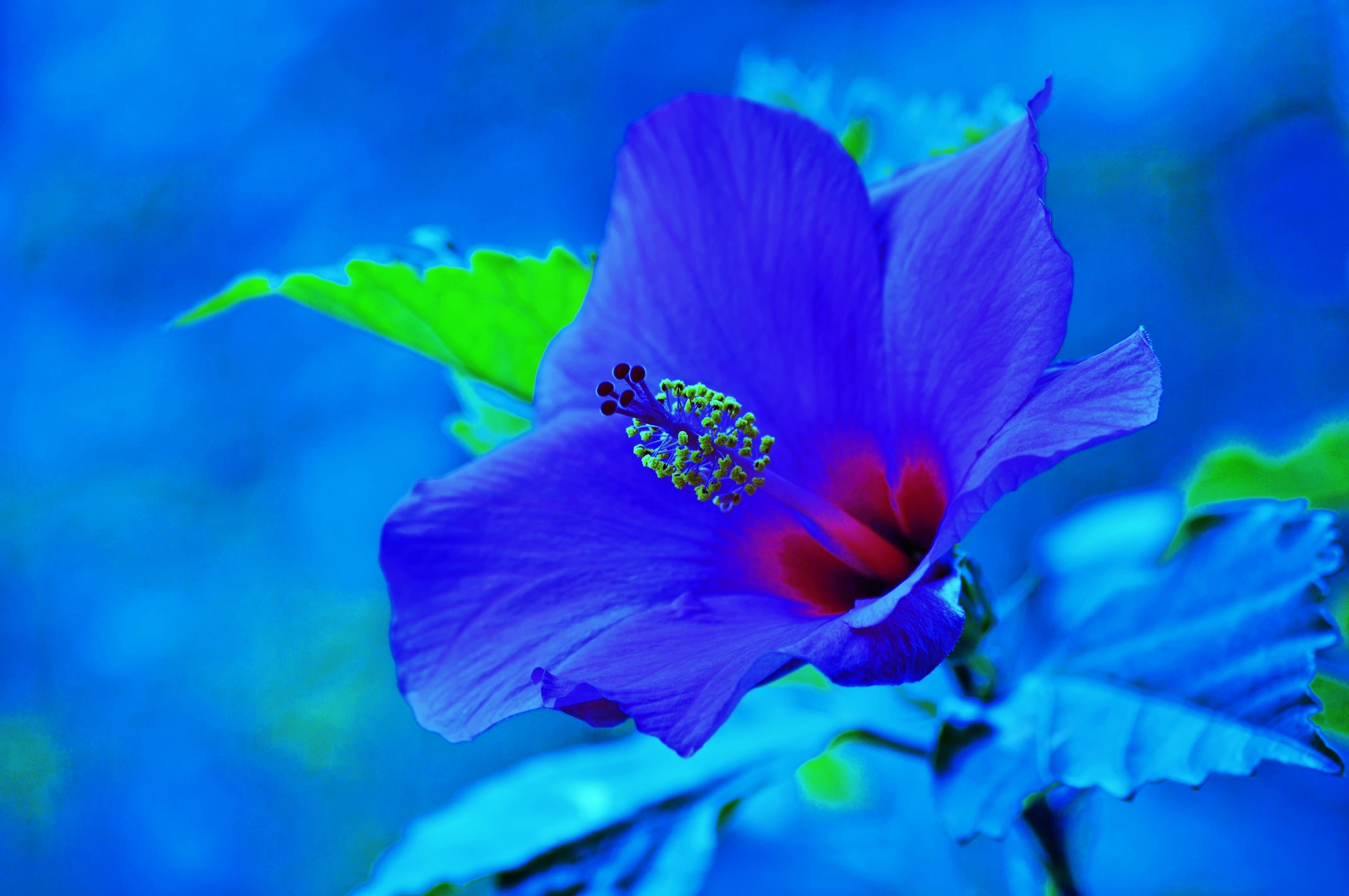 Blue Flower Close Up Earth Flower Hibiscus 4288x2848