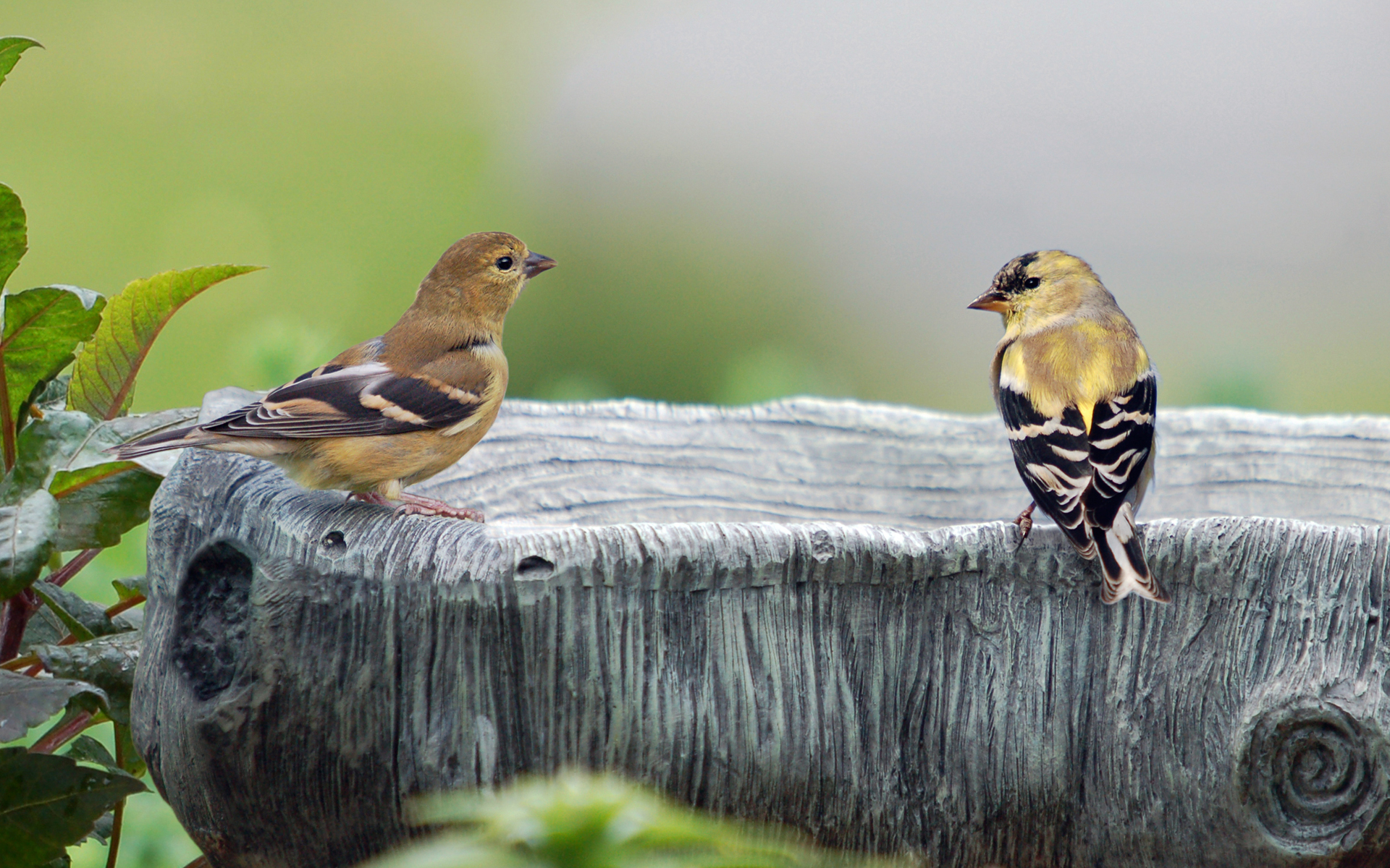 Animal Goldfinch 1920x1200