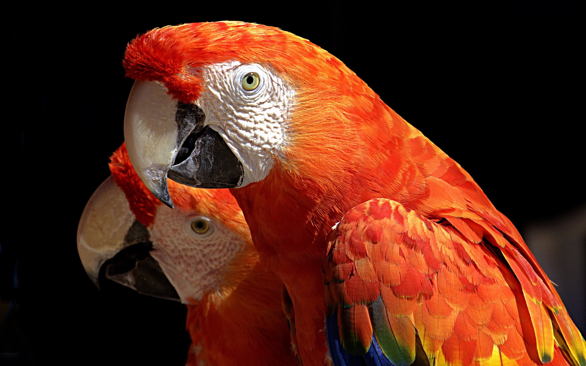 Animal Scarlet Macaw 1920x1200