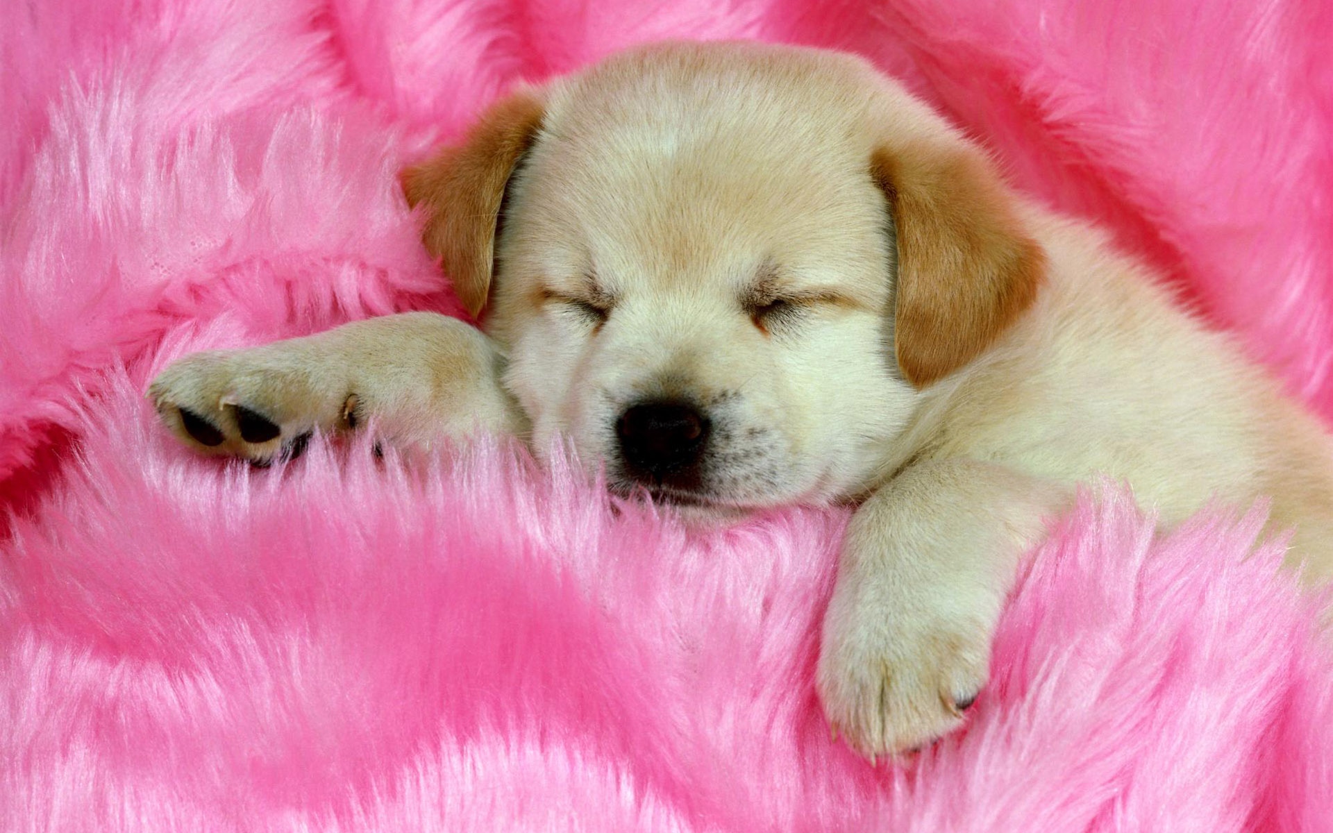 Cute Dog Labrador Pet Pink Puppy Sleeping 1920x1200