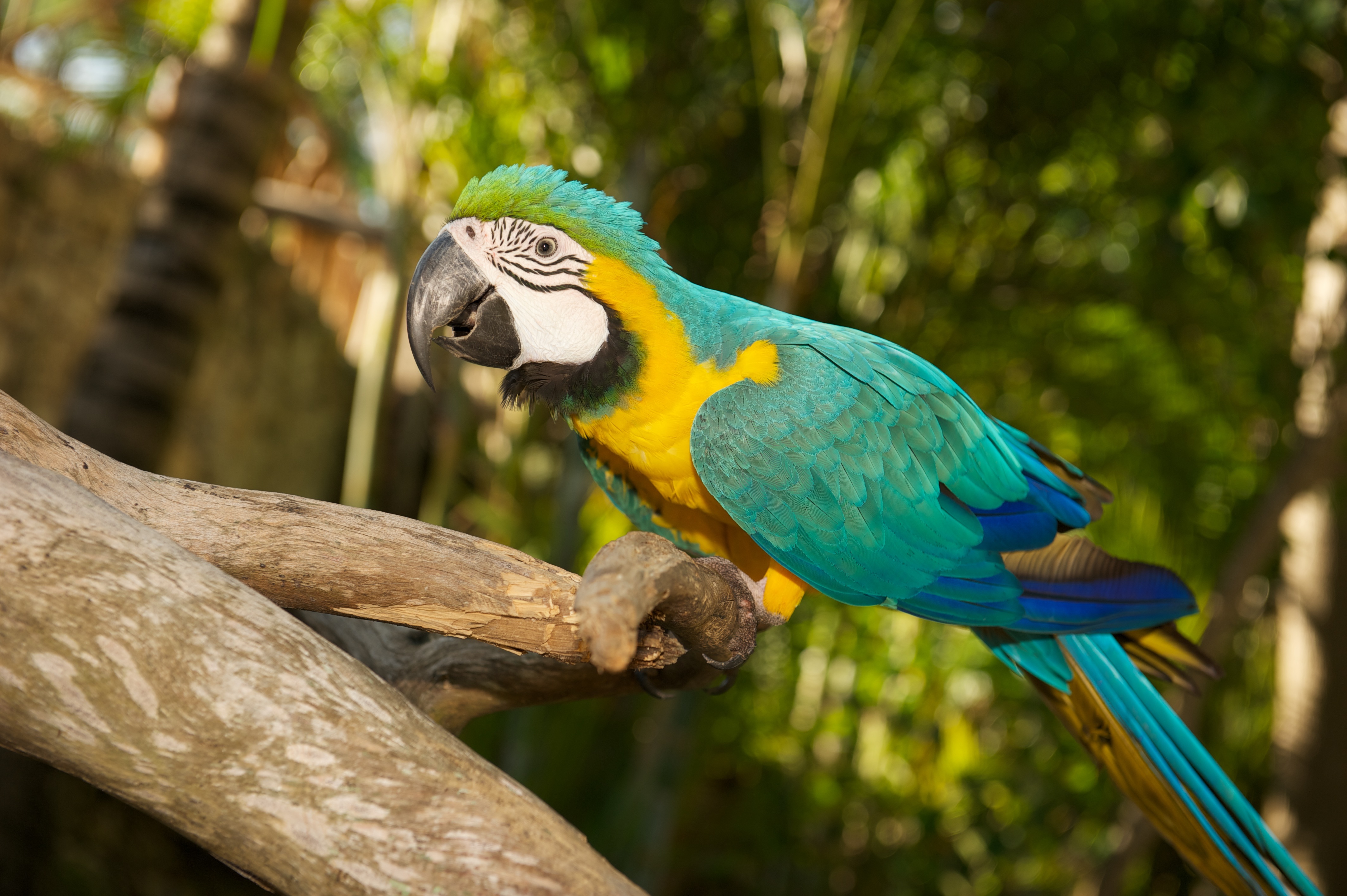 Animal Bird Blue And Yellow Macaw Bokeh Parrot 4256x2832
