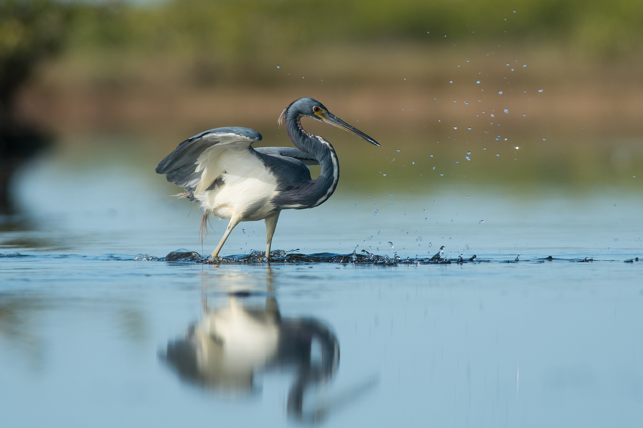 Bird Heron Reflection Water Wildlife 2048x1365