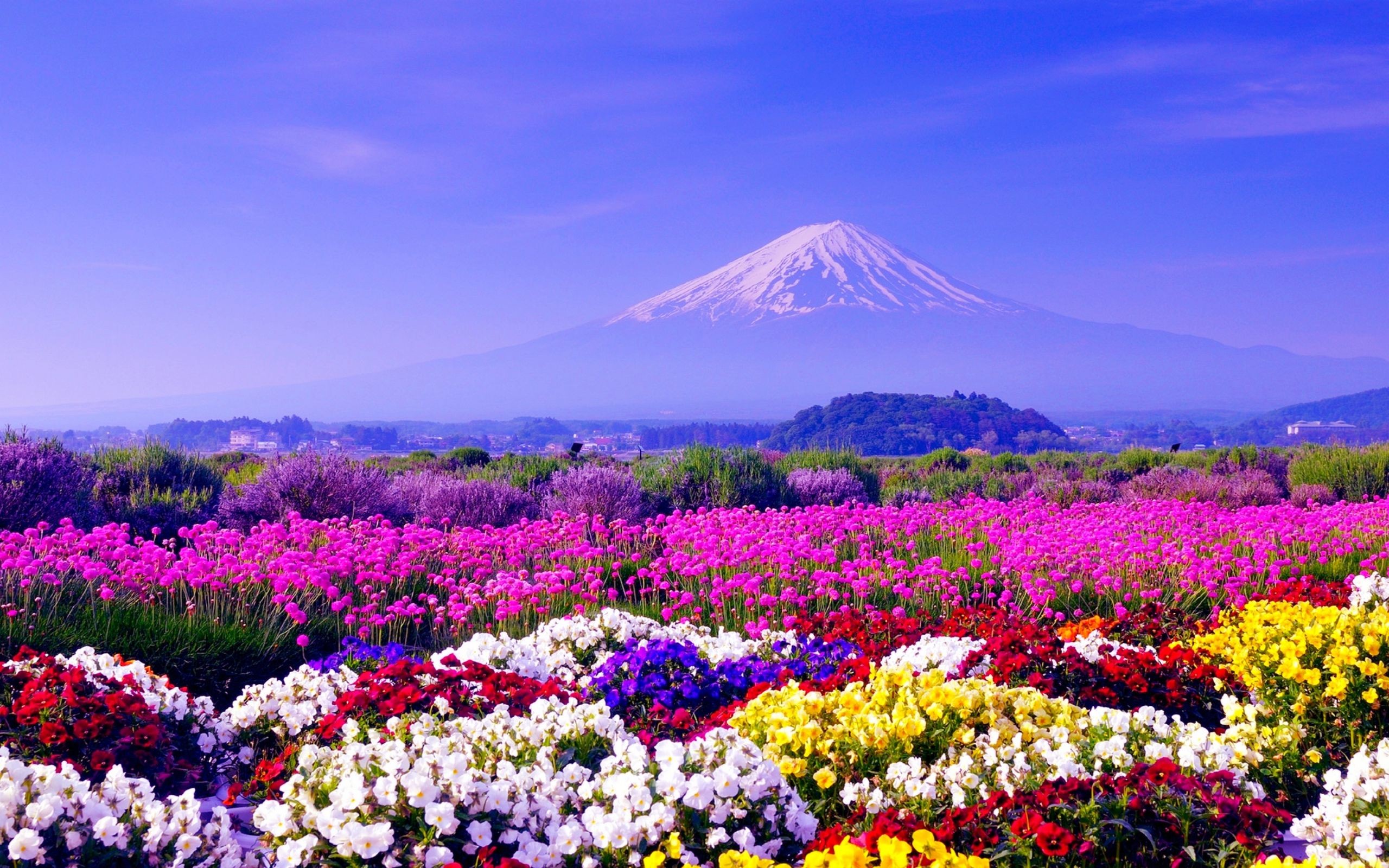 Colorful Earth Flower Japan Landscape Mount Fuji Volcano 2560x1600