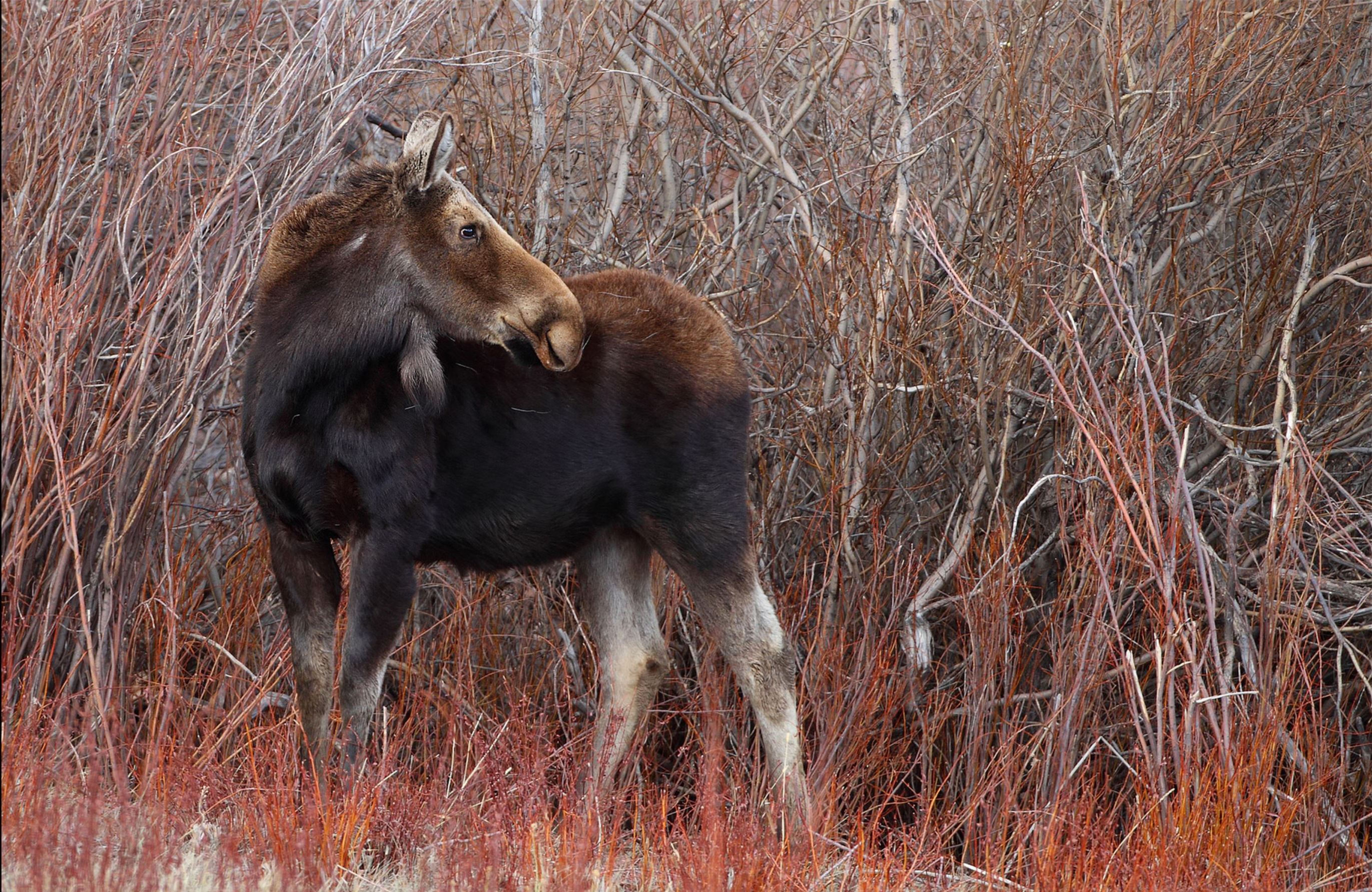 Animal Moose 2742x1785