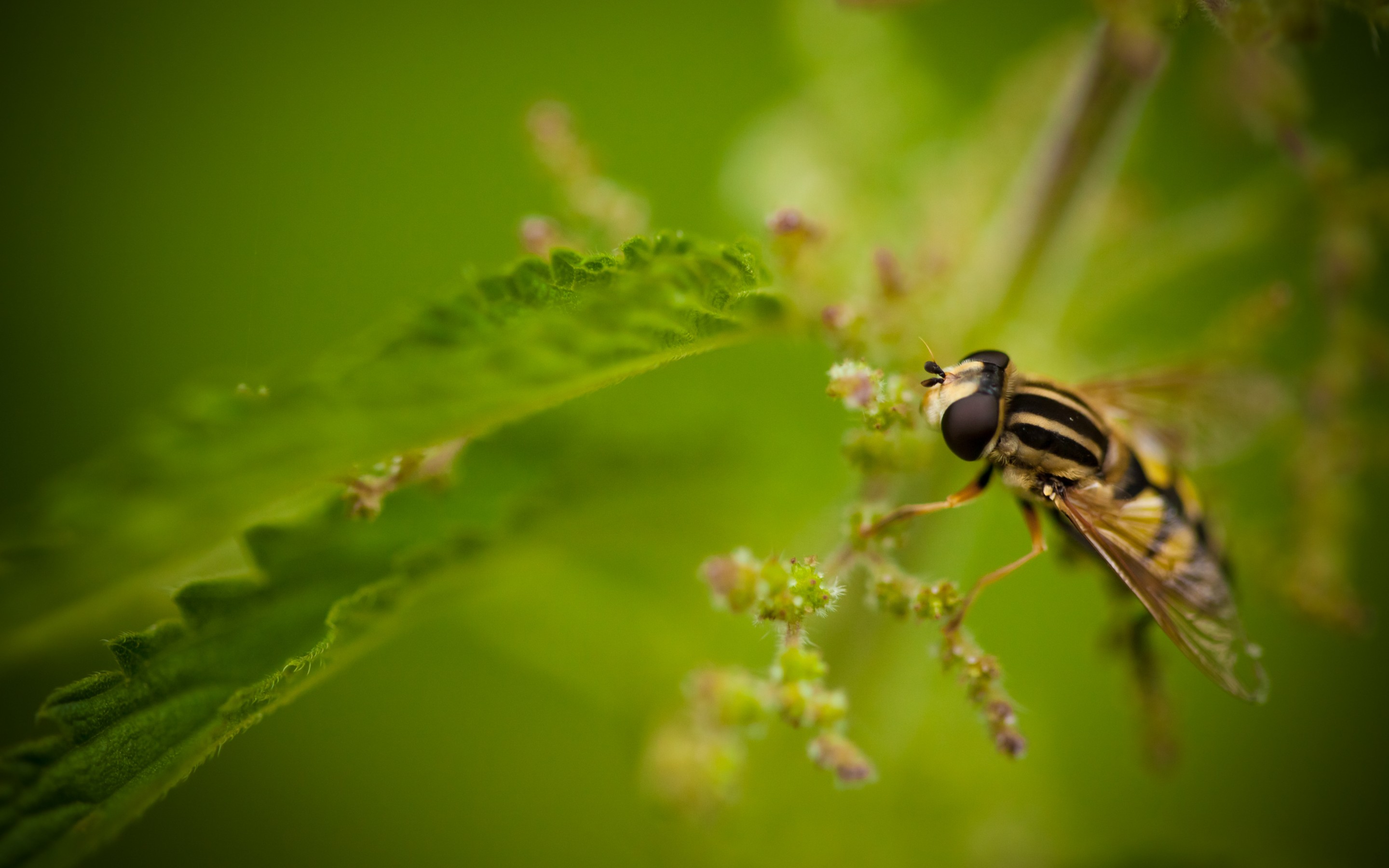 Animal Hoverfly 2880x1800