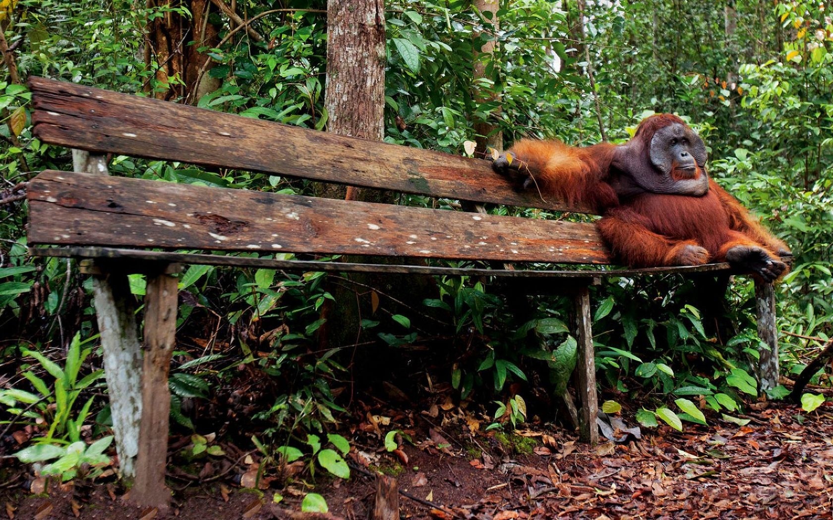 Animal Orangutan 1680x1050