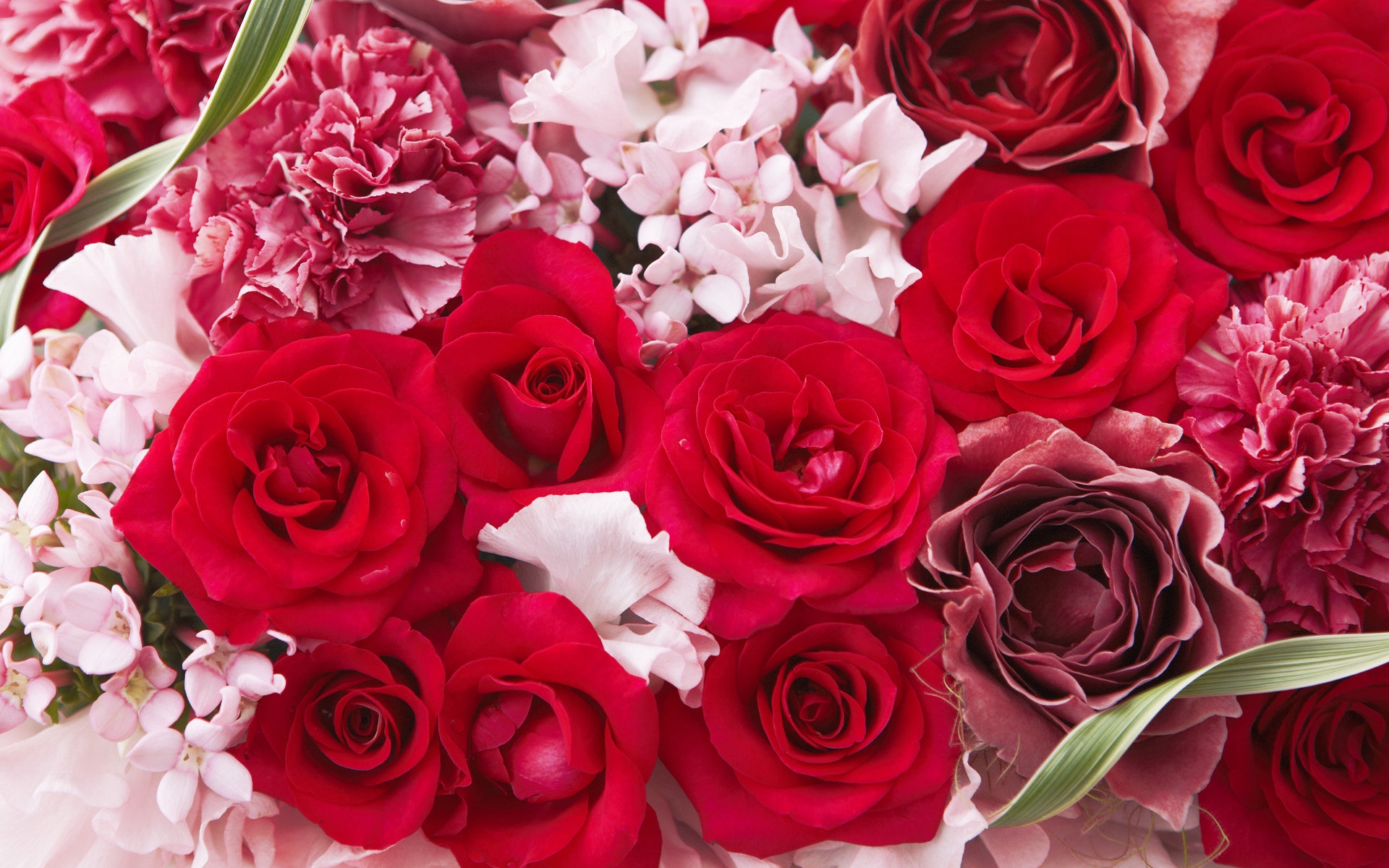 Carnation Rose 1920x1200