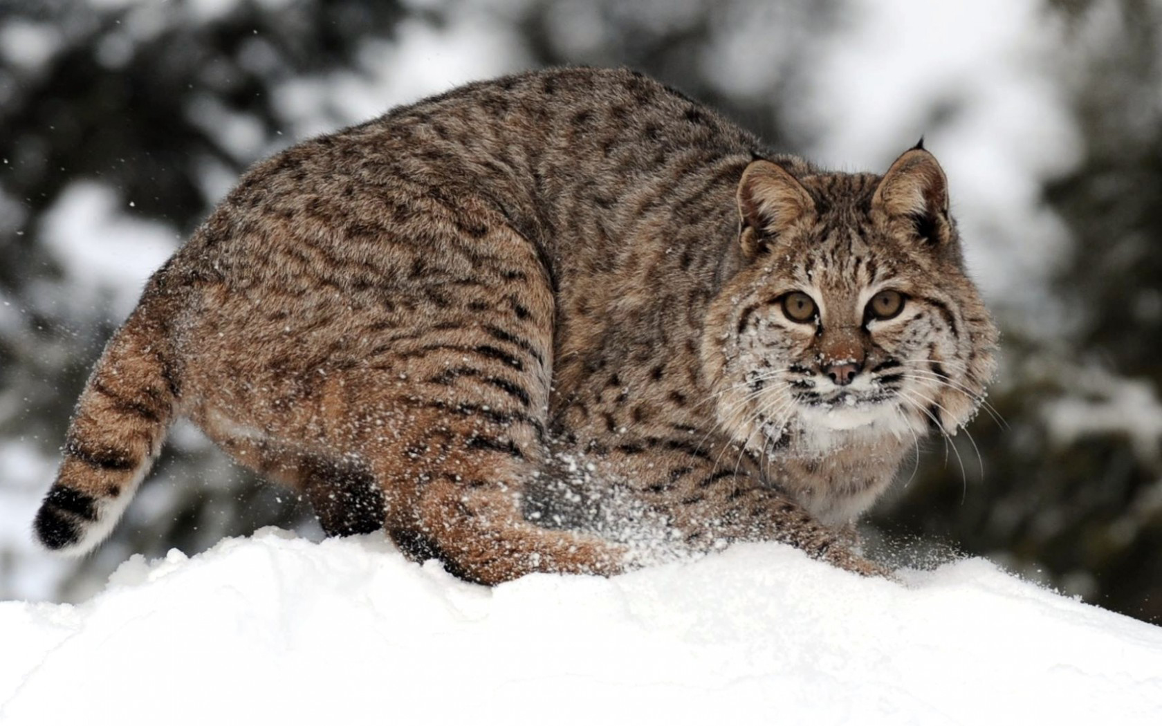 Animal Bobcat 1680x1050