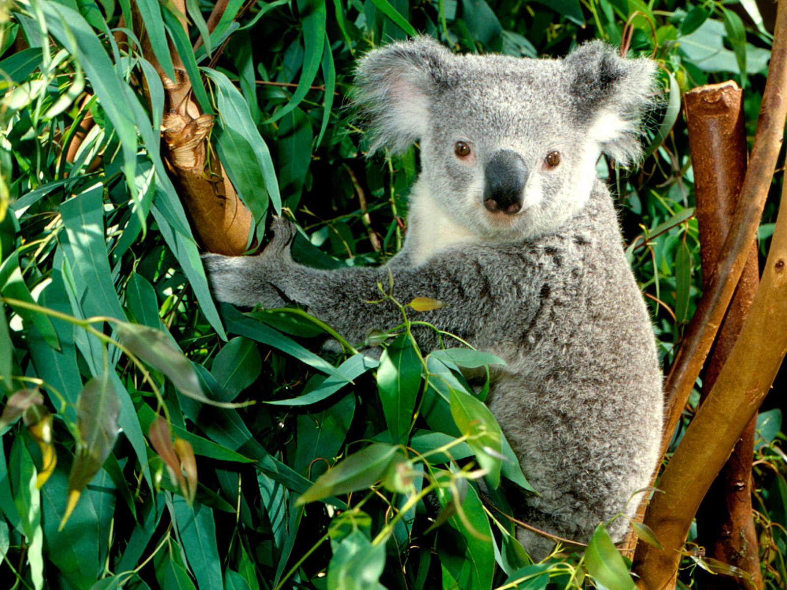 Koala 1600x1200