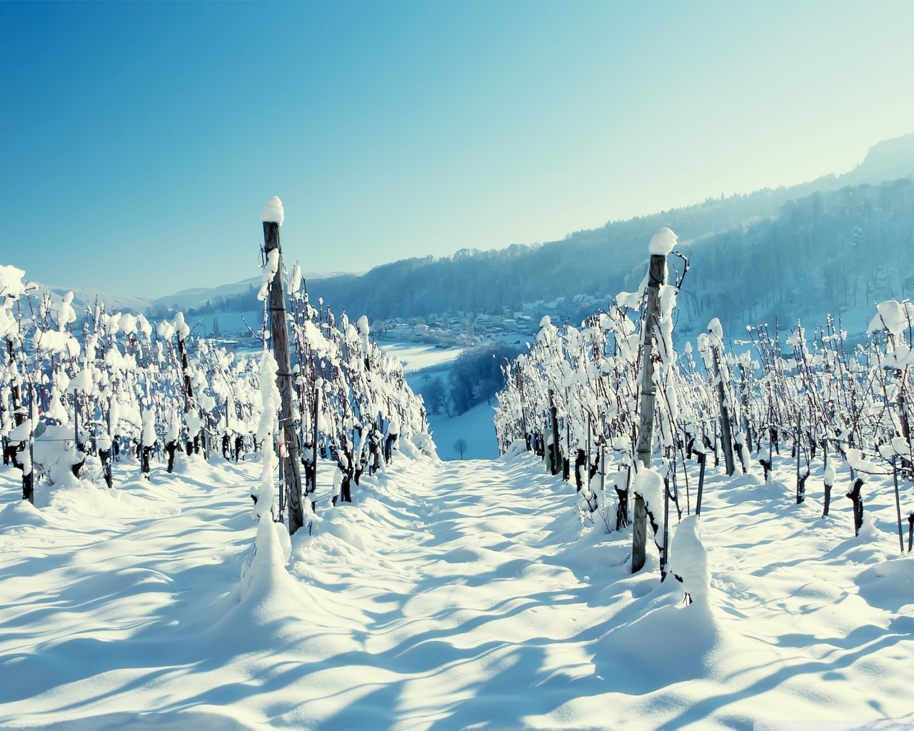 Panorama Snow Vineyard Winter 1280x1024