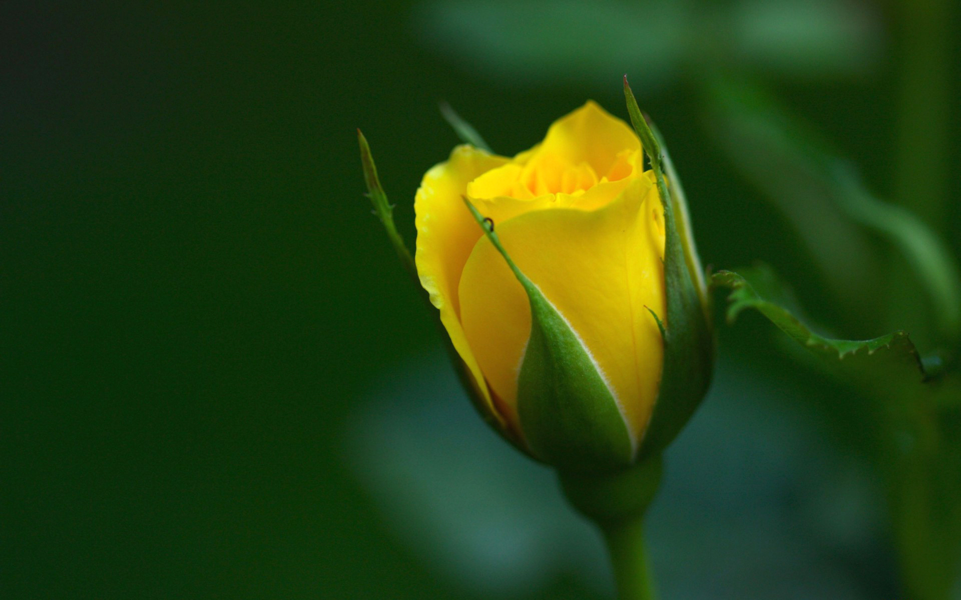 Bud Flower Yellow Flower 1920x1200