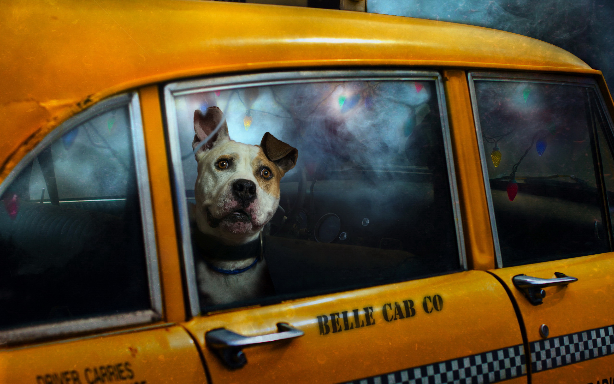 Animal Dog Taxi 2560x1600