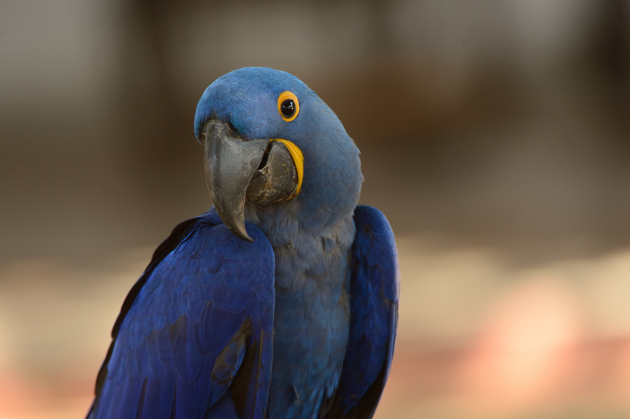 Animal Hyacinth Macaw 2048x1363