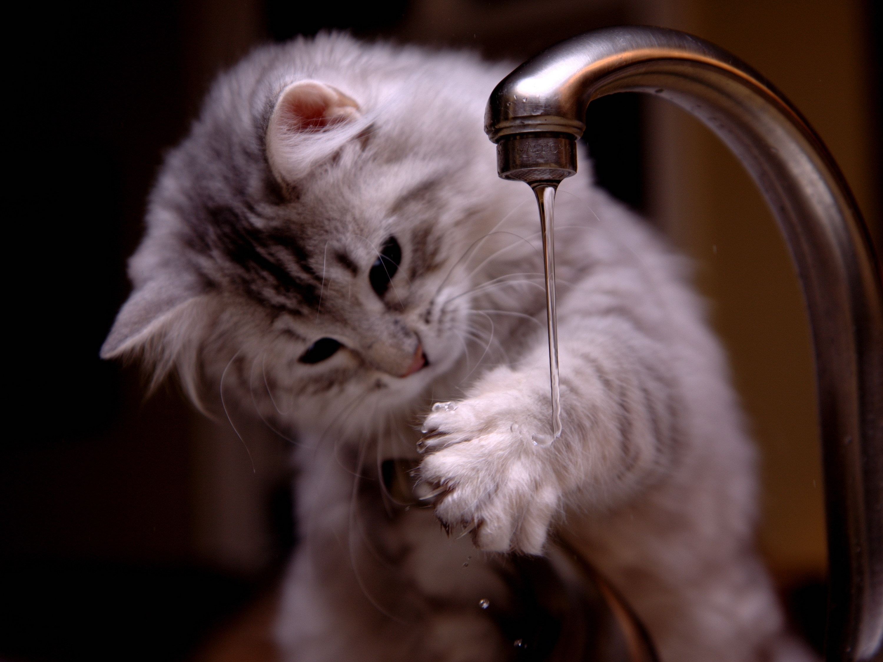 Cat Kitten Paw Water 3000x2250