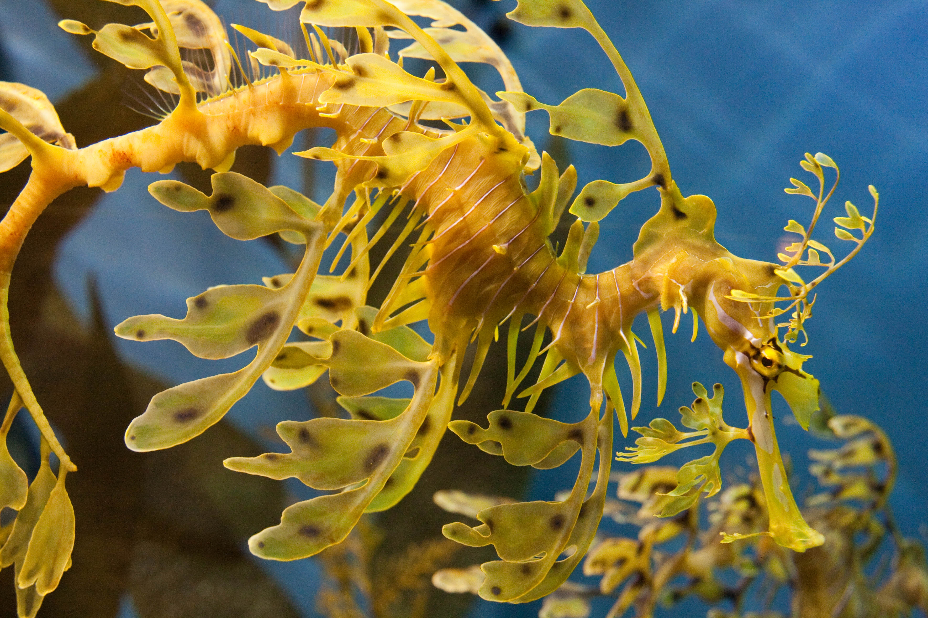 Leafy Seadragon Seahorse 3888x2592