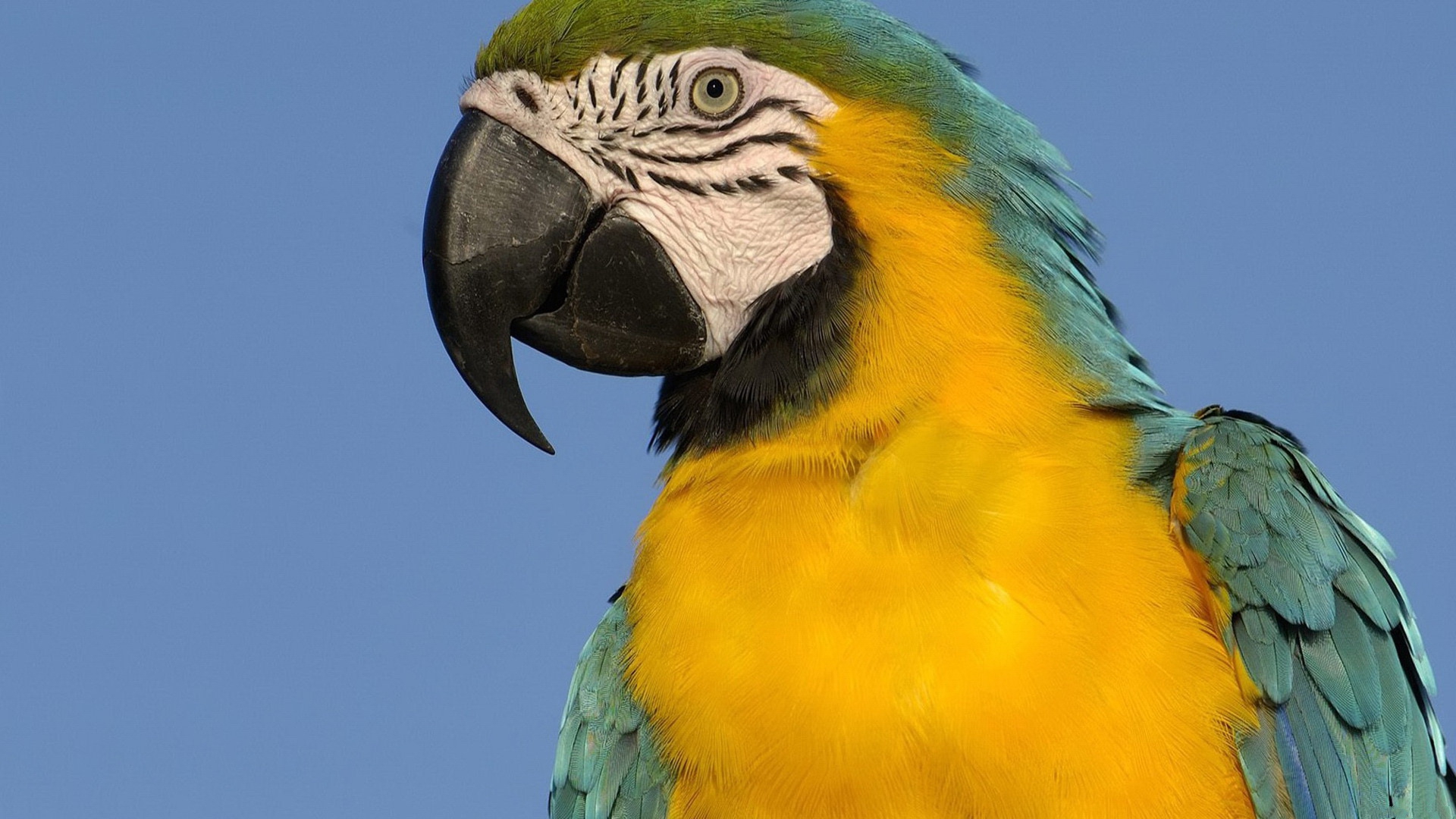 Animal Blue And Yellow Macaw 1920x1080