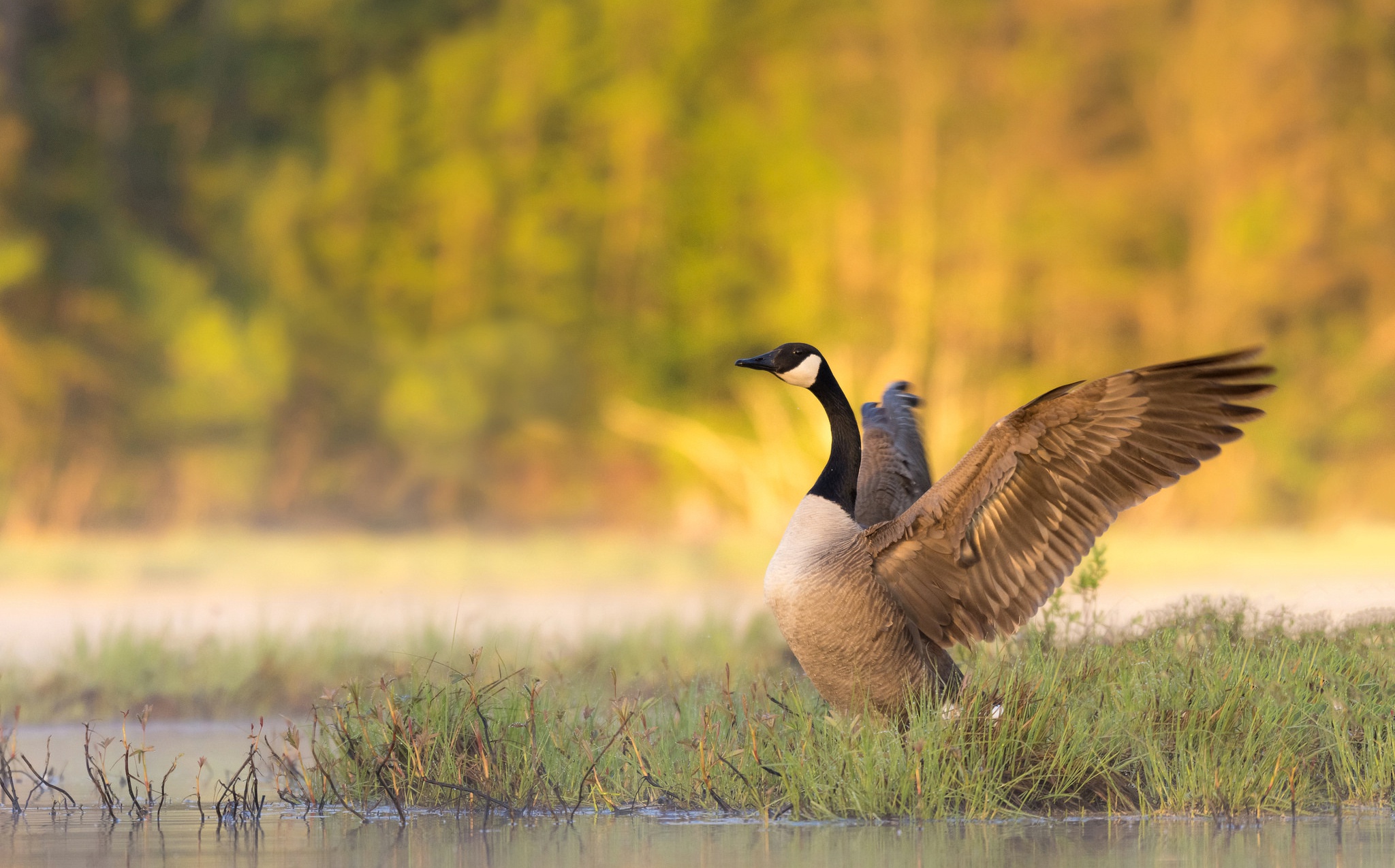 Bird Canada Goose Goose Wildlife 2048x1275