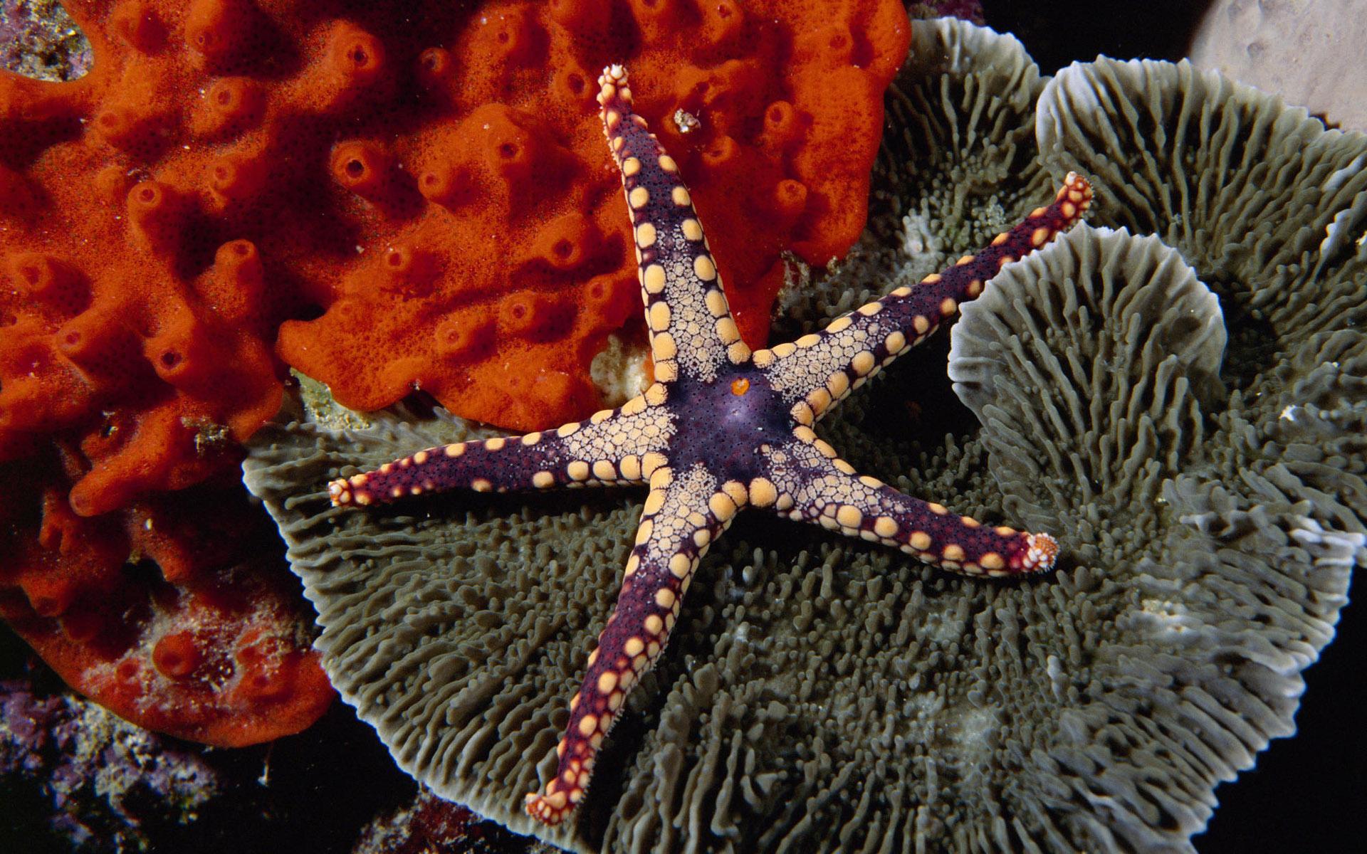 Animal Starfish 1920x1200