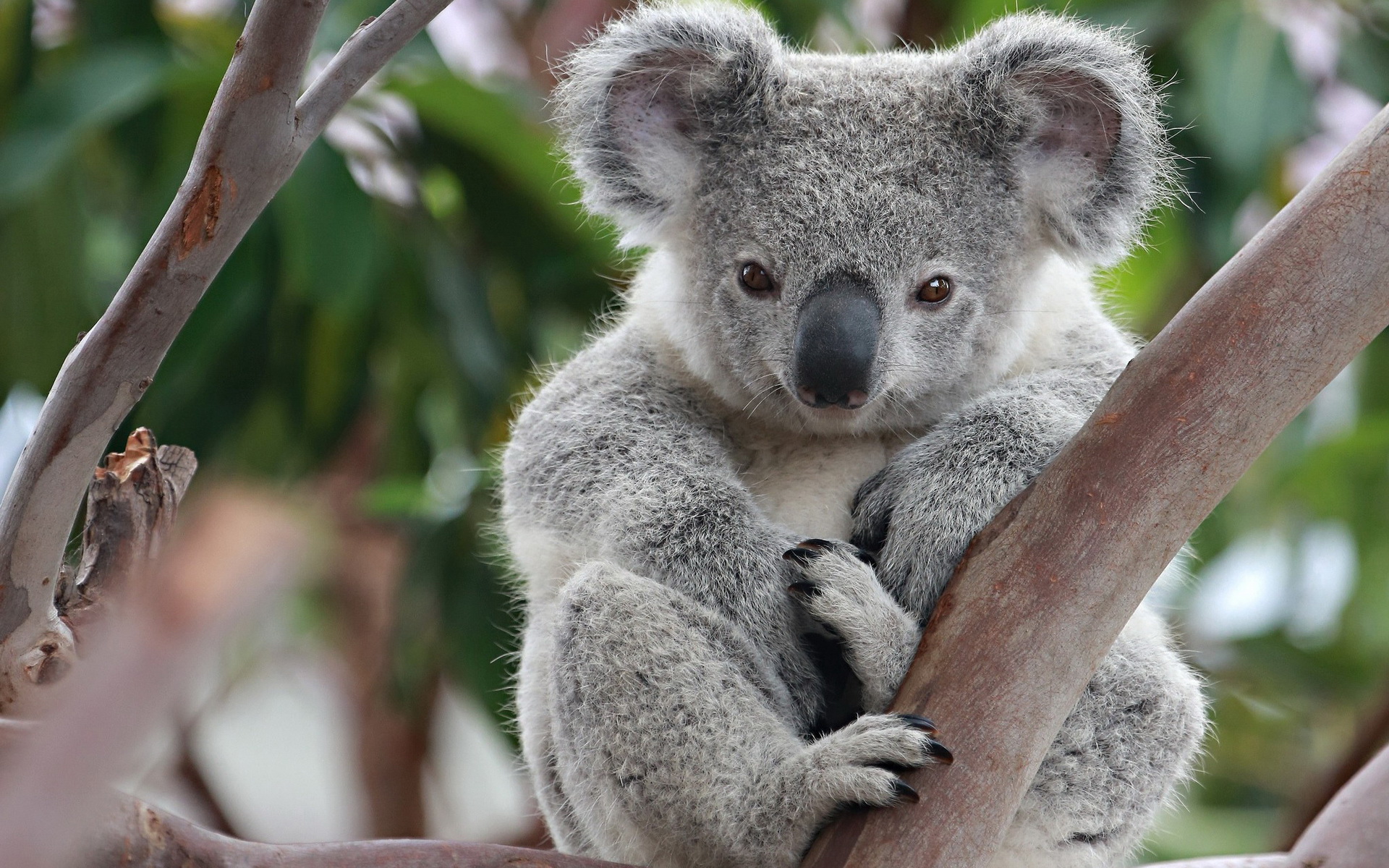 Animal Koala 1920x1200