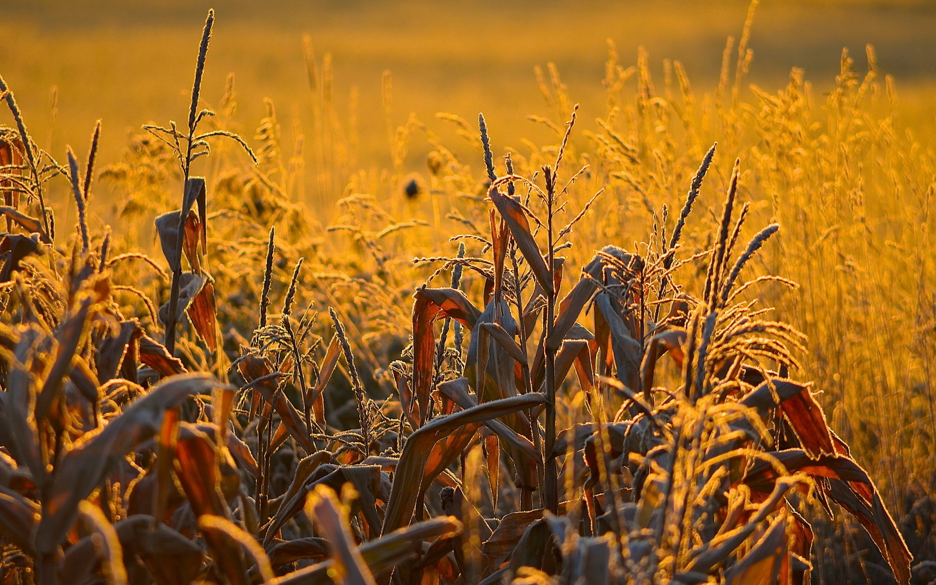 Earth Cornfield 1920x1200