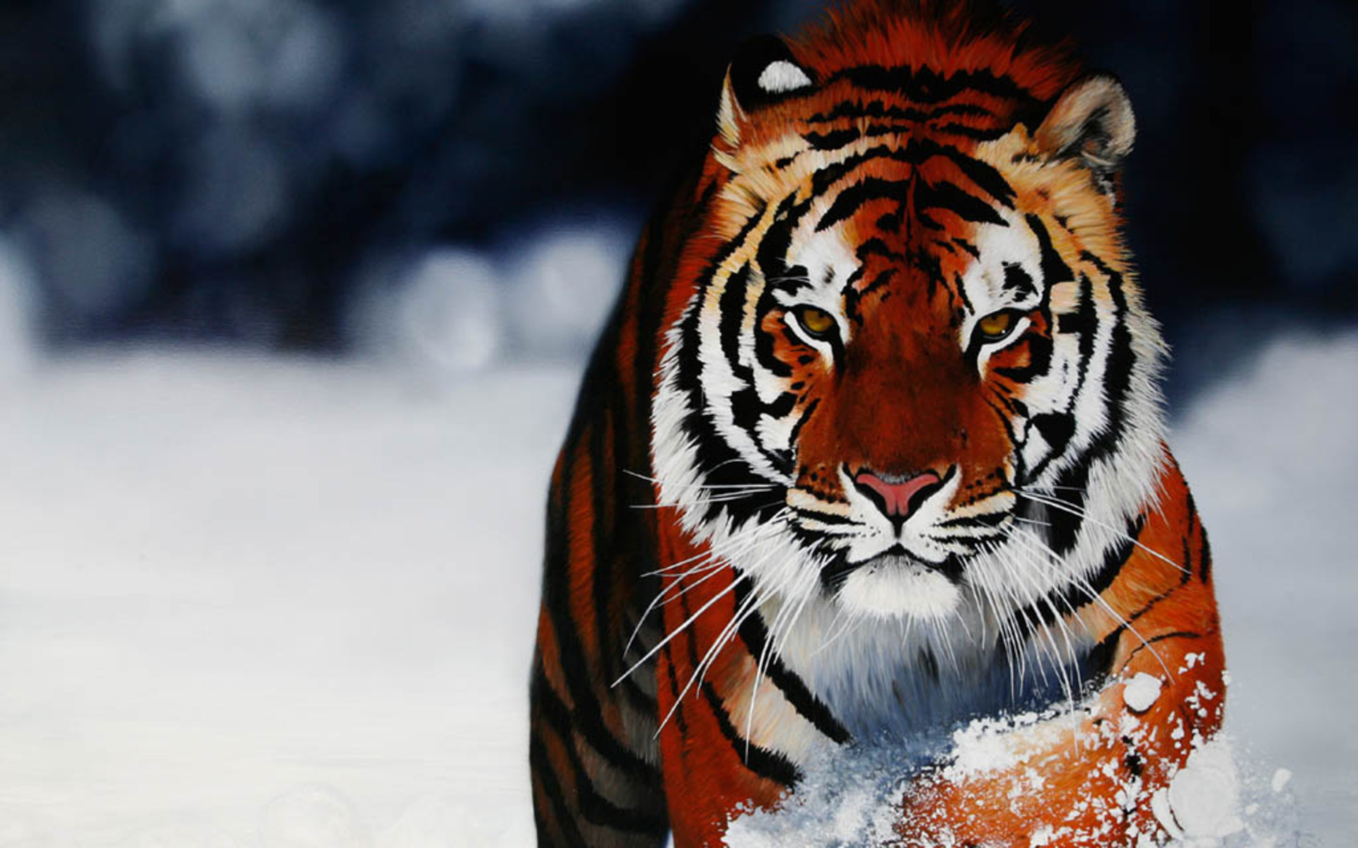 Artistic Big Cat Close Up Painting Siberian Tiger Snow Tiger 1920x1200