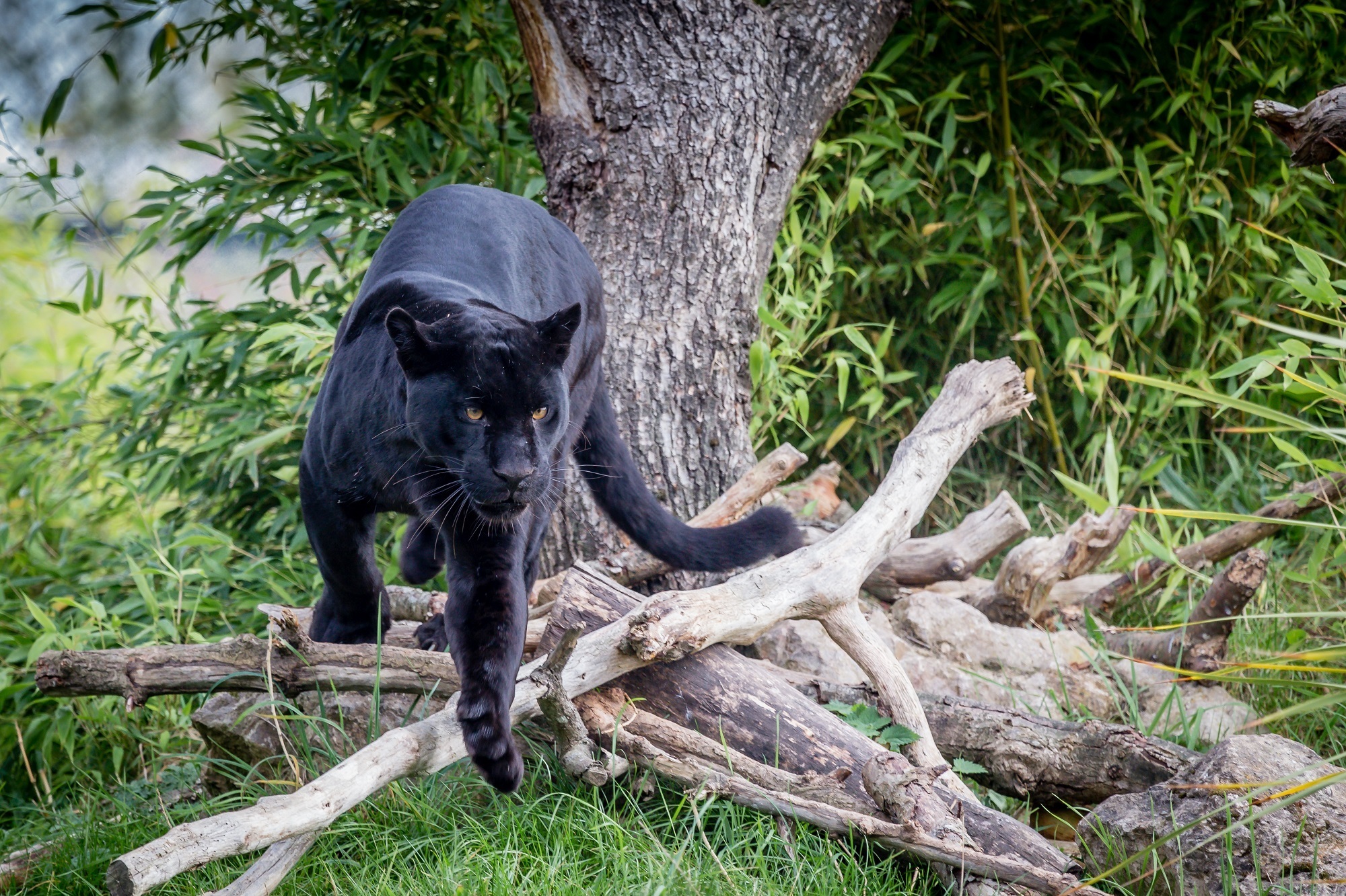 Big Cat Black Panther Close Up Panther Predator Animal 2000x1333