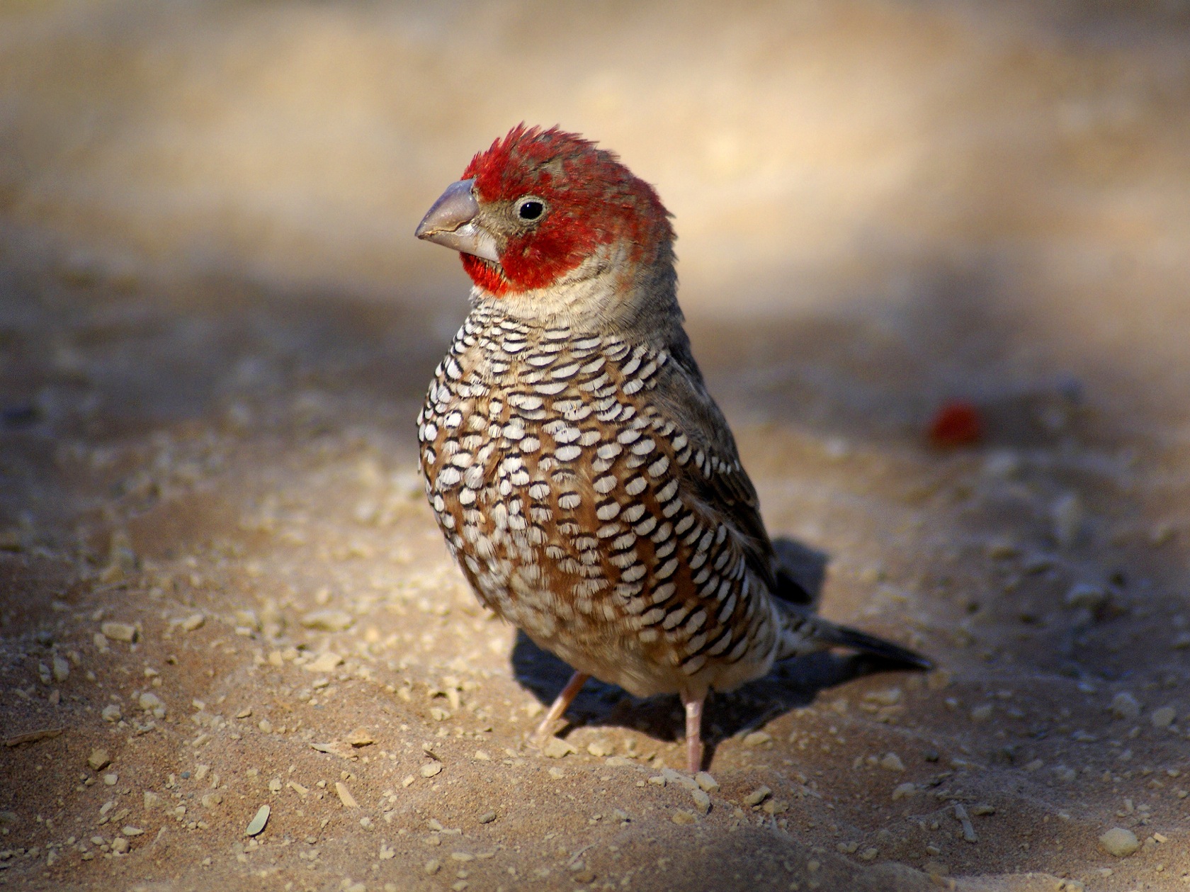 Bird Finch 1680x1259