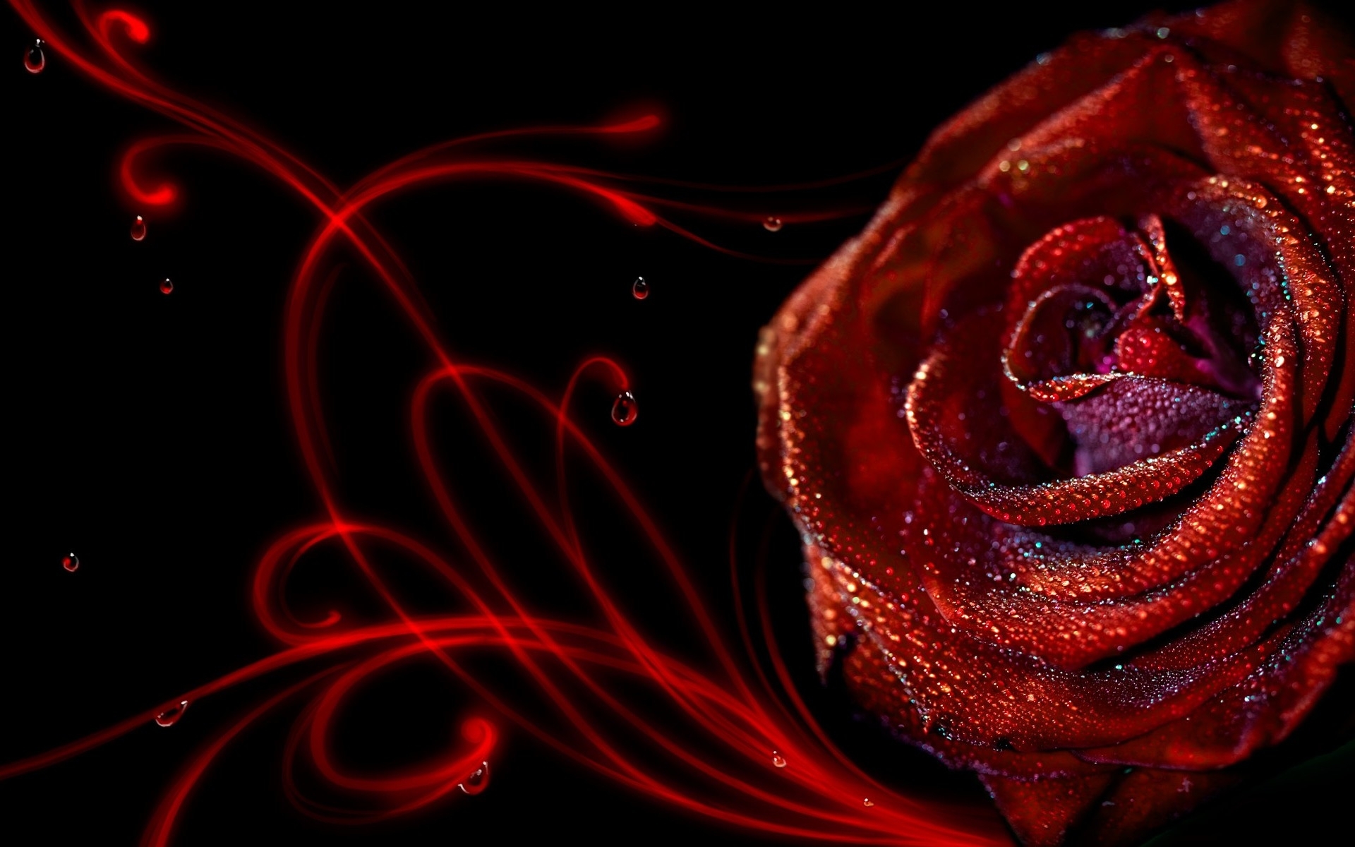 Artistic Black Dew Dew Drop Flower Red Rose Water Drop 1920x1200