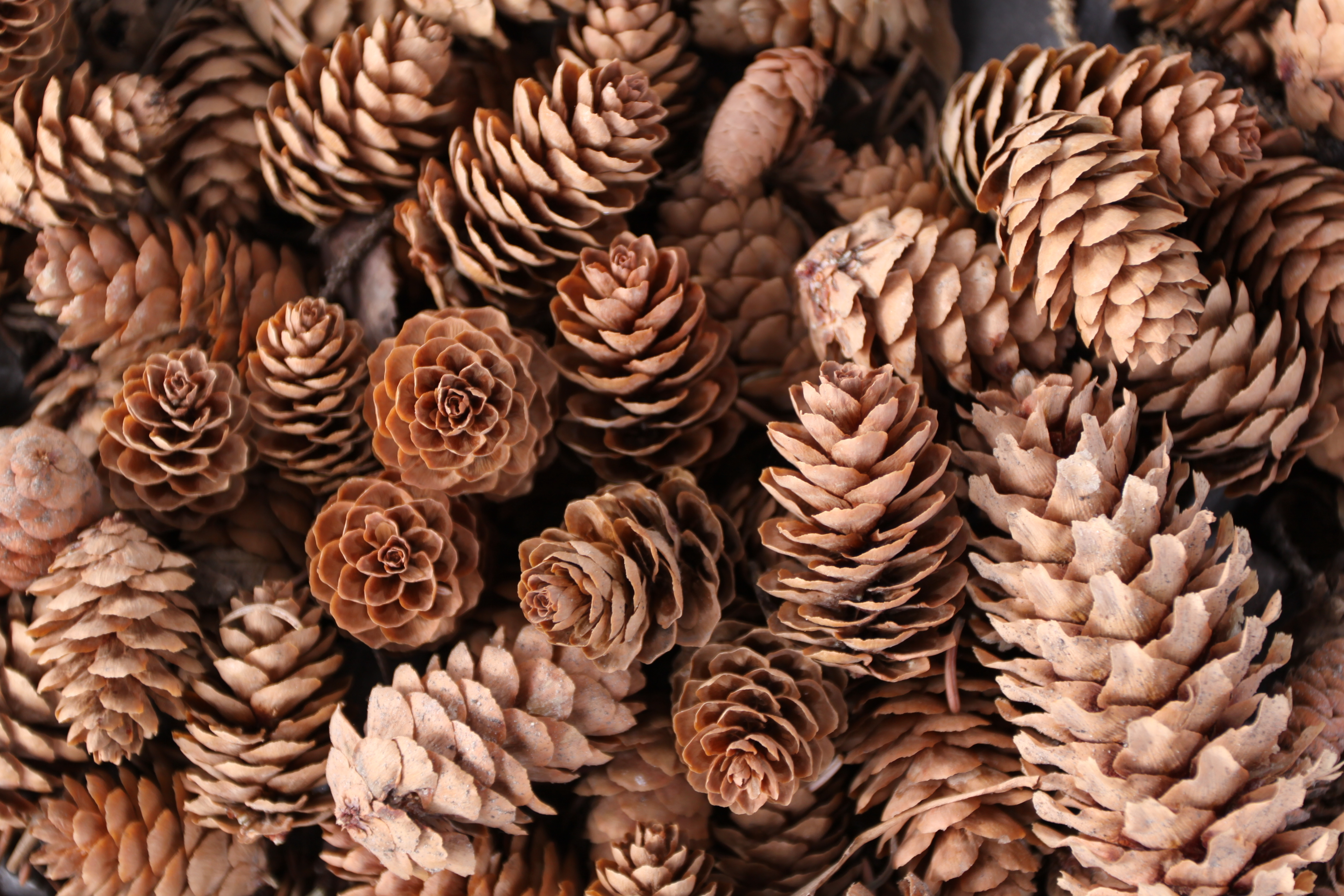 Macro Nature Pine Cone 4752x3168