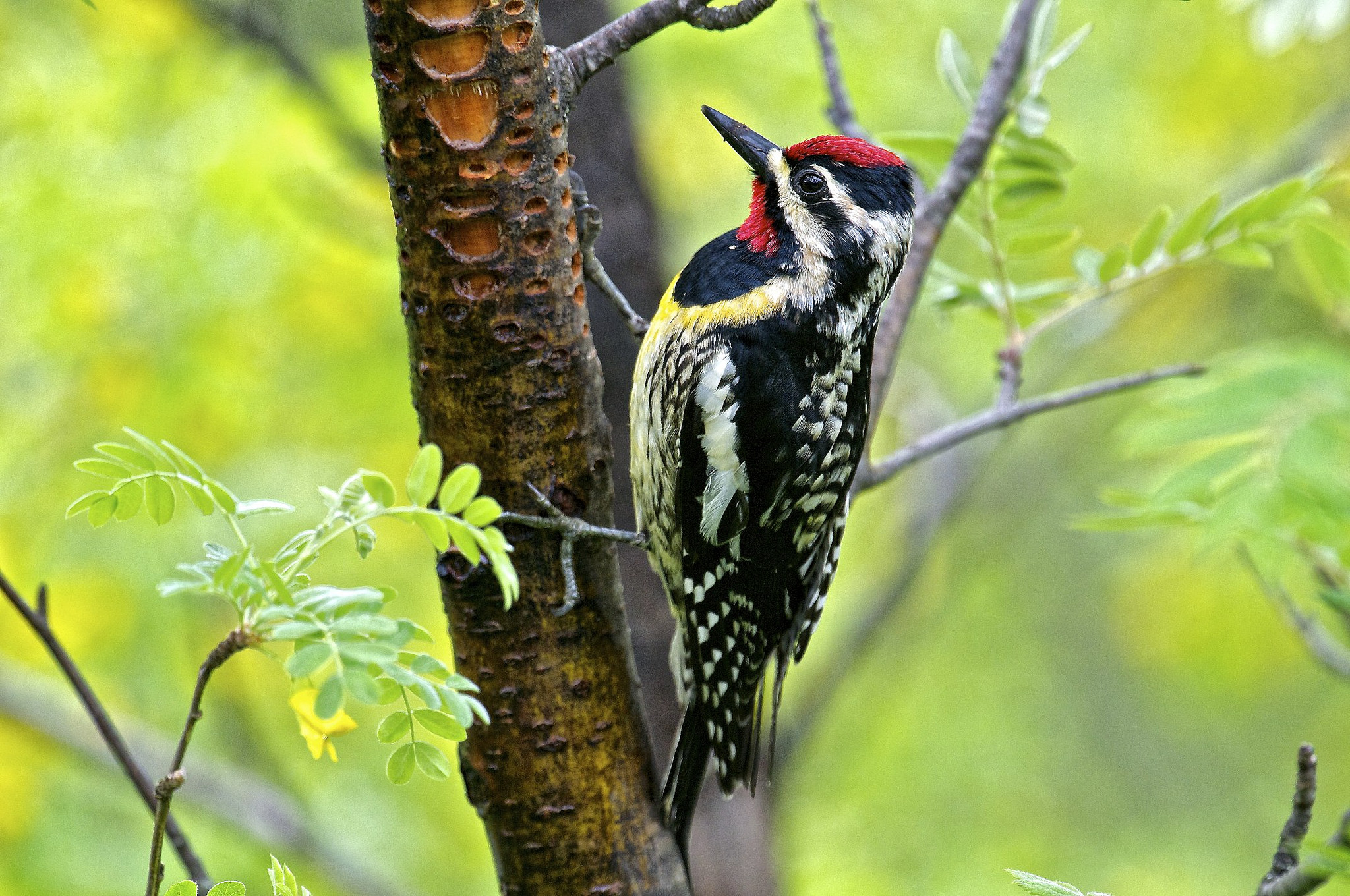 Animal Bird Colorful Tree Woodpecker 2048x1360