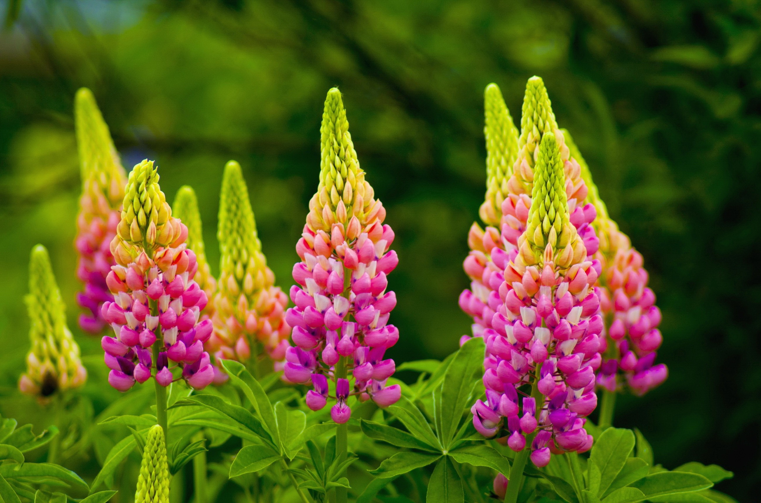 Close Up Earth Flower Lupine Pink Flower 2599x1719