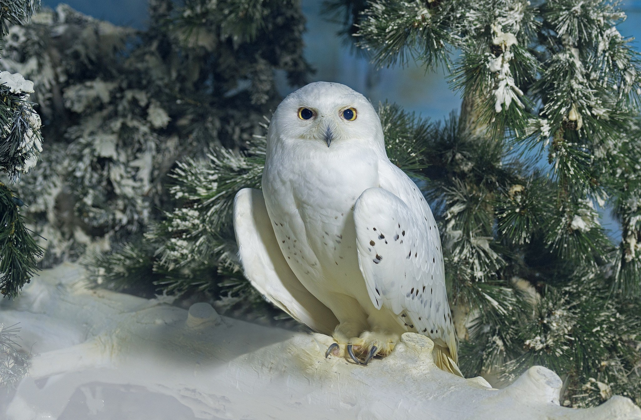 Fir Tree Snowy Owl Winter 2048x1343